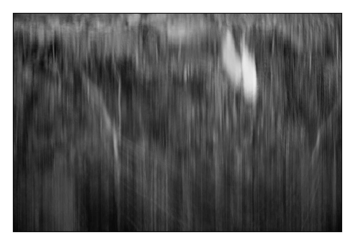nuances-de-noirs-et-de-blancs/031-illusions-en-noir-et-blanc/fr/02-180609DOMMIN0181B