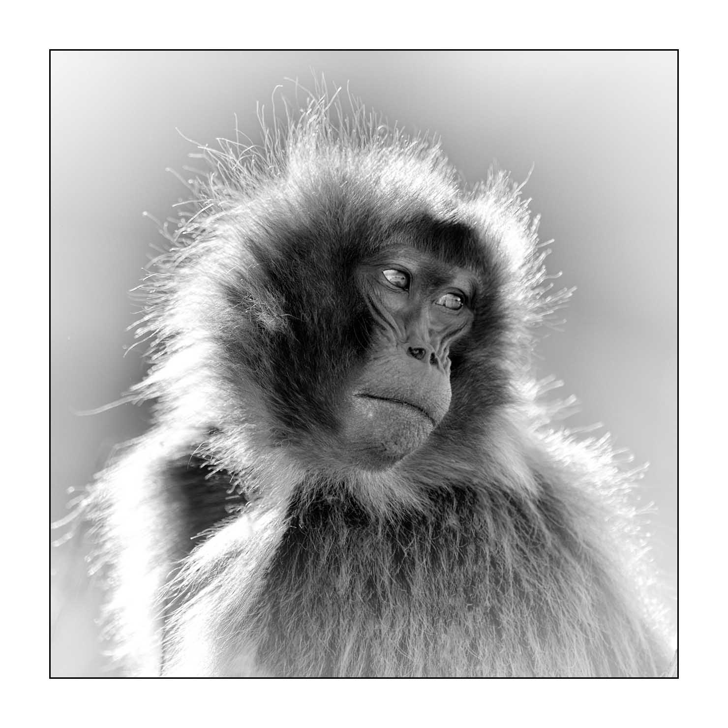 nuances-de-noirs-et-de-blancs/032-portraits-de-geladas/en/03-gelada-in-ethiopia-in-black-and-white-20181111ETHGEL0362B