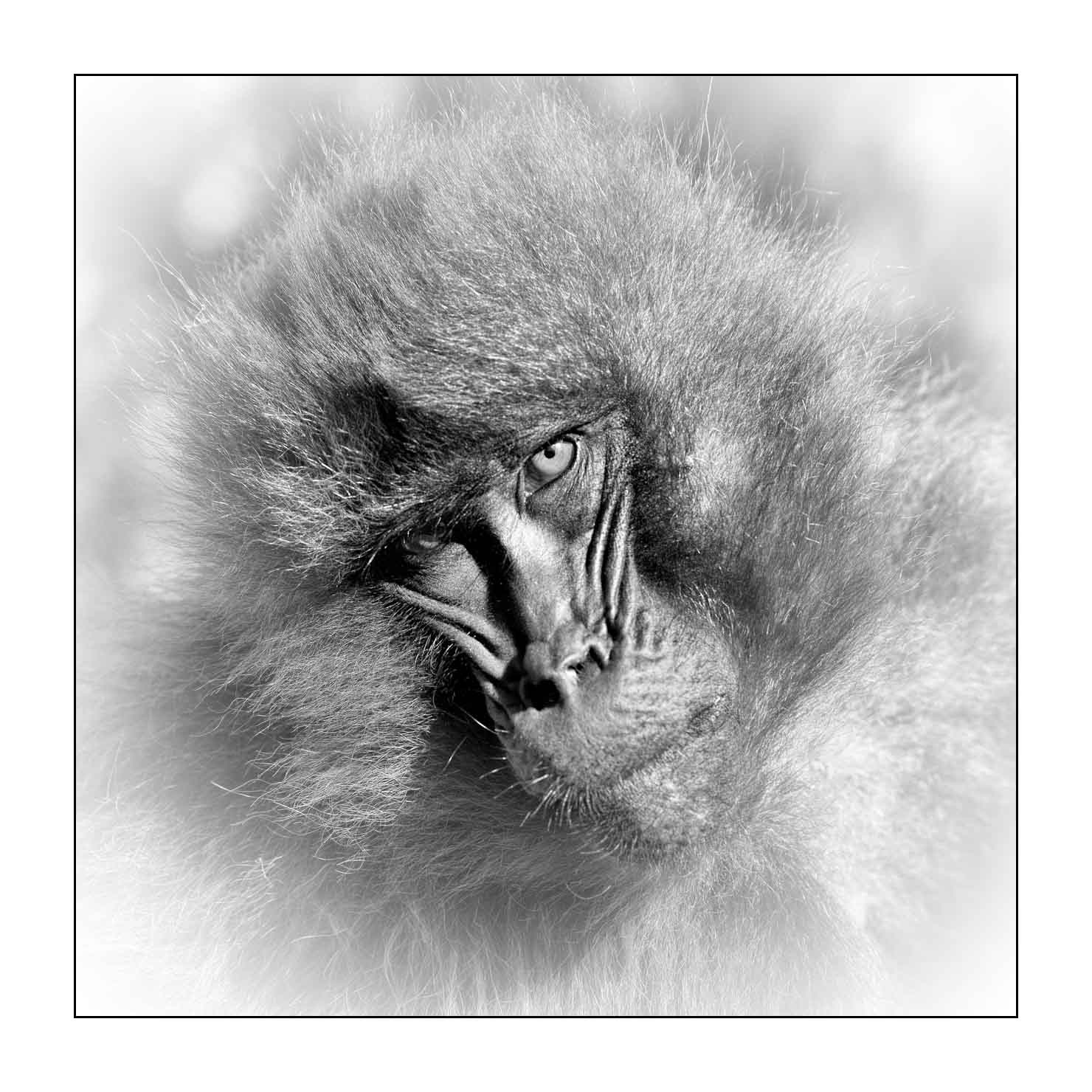 nuances-de-noirs-et-de-blancs/032-portraits-de-geladas/en/08-gelada-in-ethiopia-in-black-and-white-20181111ETHGEL0281B
