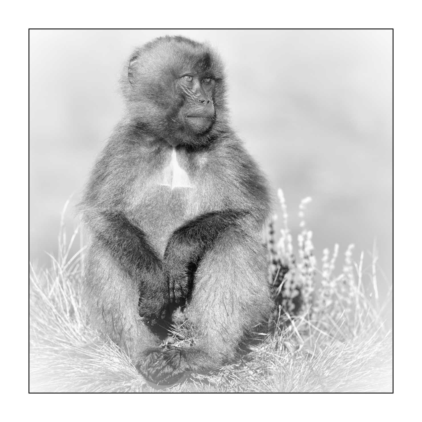 nuances-de-noirs-et-de-blancs/032-portraits-de-geladas/en/11-gelada-in-ethiopia-in-black-and-white-20181111ETHGEL0170B