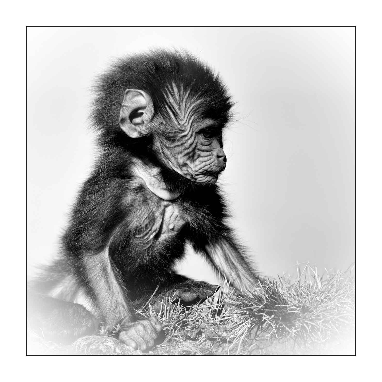 nuances-de-noirs-et-de-blancs/032-portraits-de-geladas/en/15-gelada-in-ethiopia-in-black-and-white-20181111ETHGEL0276B