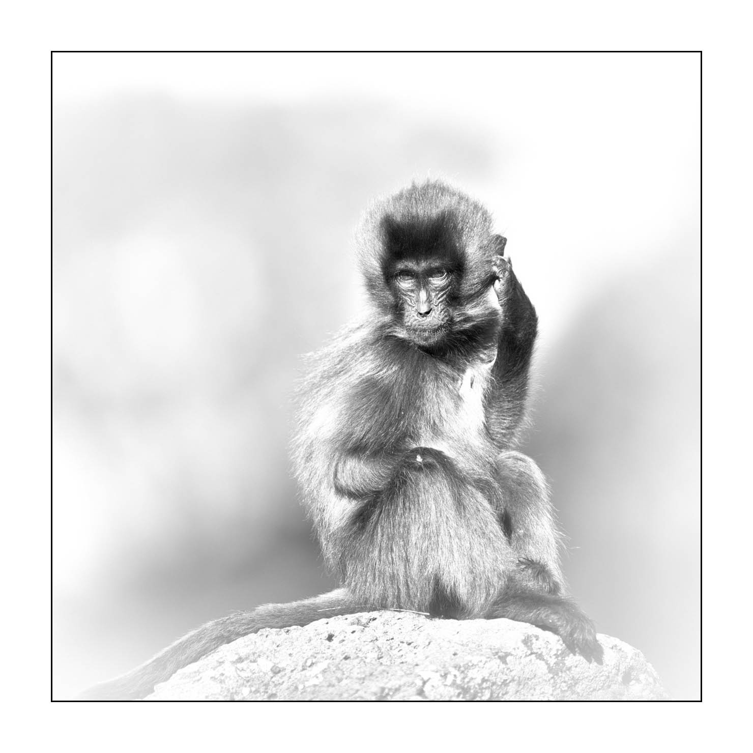 nuances-de-noirs-et-de-blancs/032-portraits-de-geladas/en/16-gelada-in-ethiopia-in-black-and-white-20181111ETHGEL0398B
