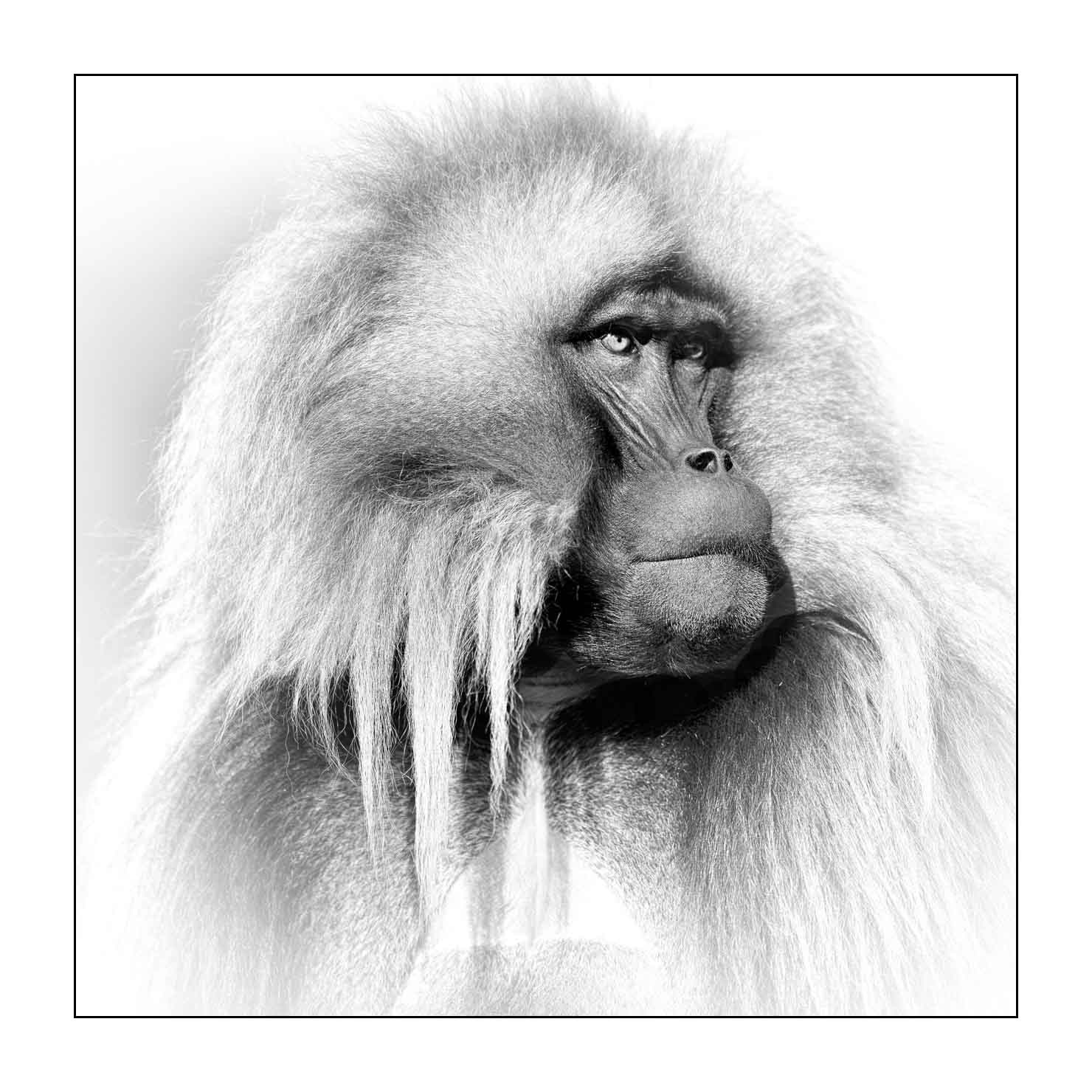nuances-de-noirs-et-de-blancs/032-portraits-de-geladas/fr/01-gelada-en-ethiopie-en-noir-et-blanc-20181111ETHGEL0629B