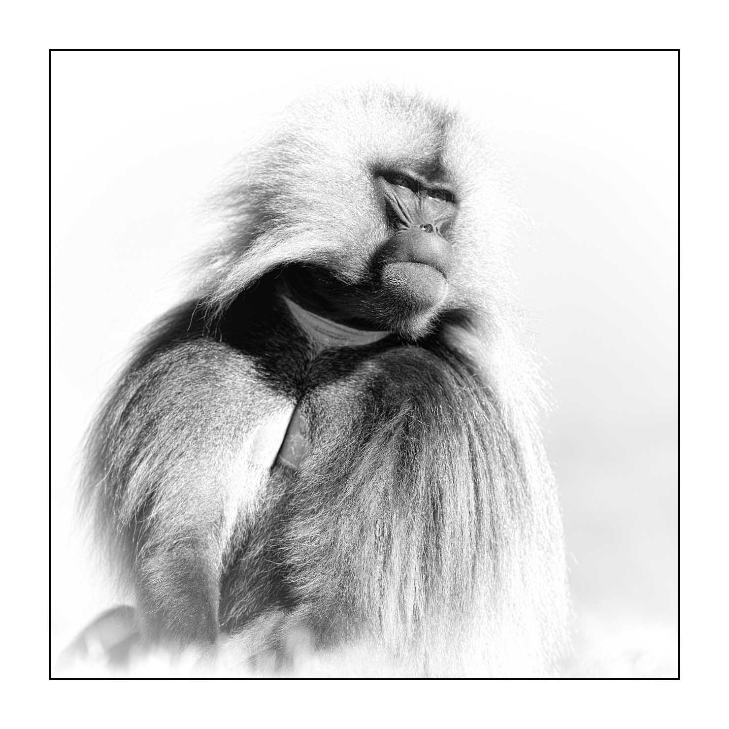 nuances-de-noirs-et-de-blancs/032-portraits-de-geladas/fr/02-gelada-en-ethiopie-en-noir-et-blanc-20181111ETHGEL0296B