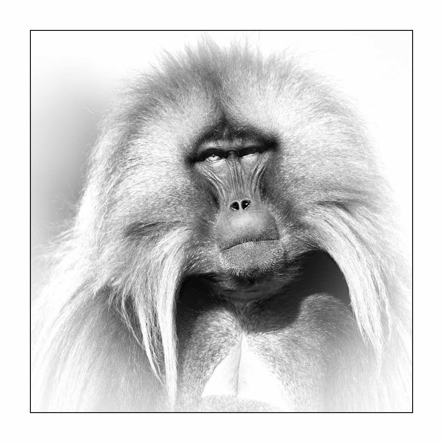 nuances-de-noirs-et-de-blancs/032-portraits-de-geladas/fr/04-gelada-en-ethiopie-en-noir-et-blanc-20181111ETHGEL0636B