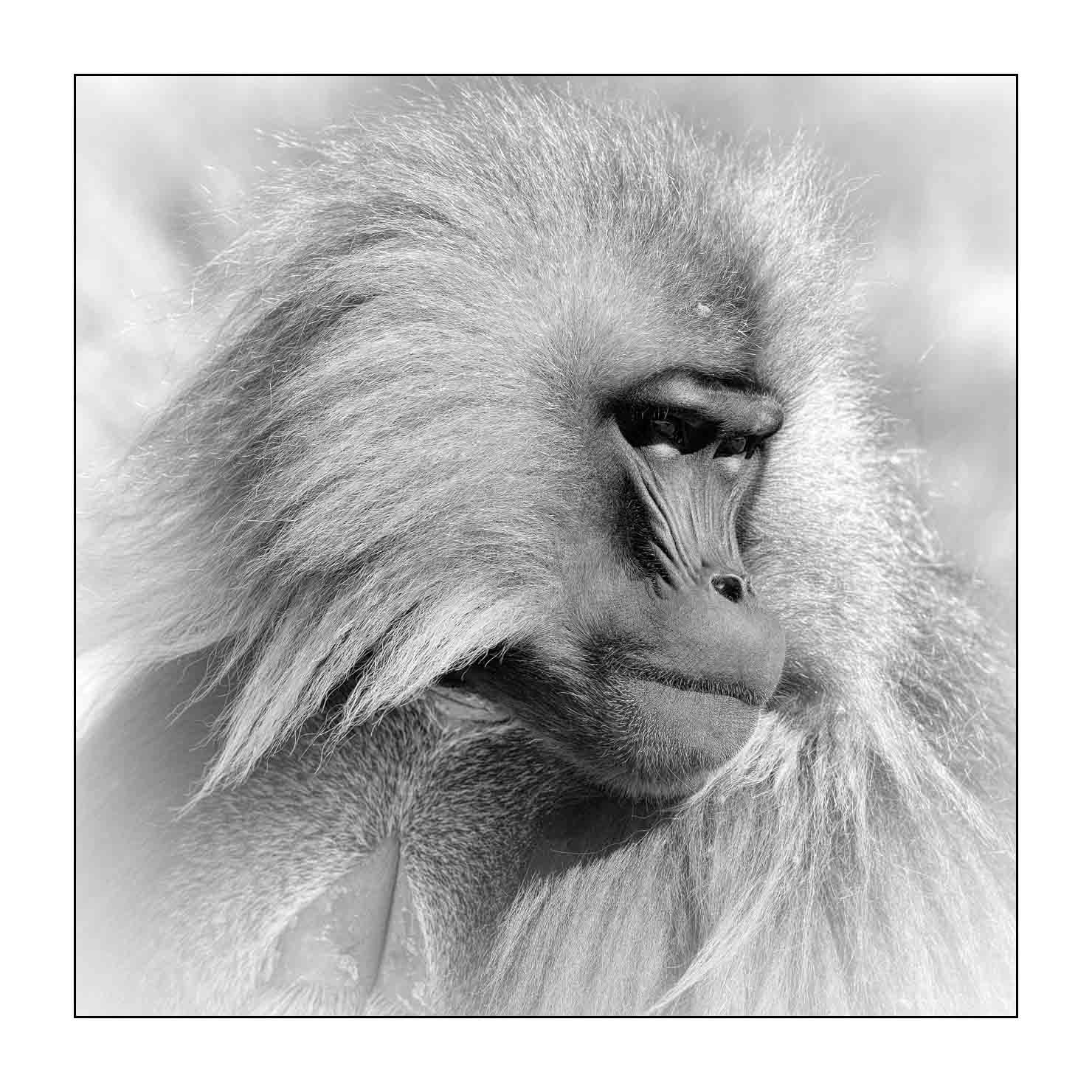 nuances-de-noirs-et-de-blancs/032-portraits-de-geladas/fr/05-gelada-en-ethiopie-en-noir-et-blanc-20181111ETHGEL0131B
