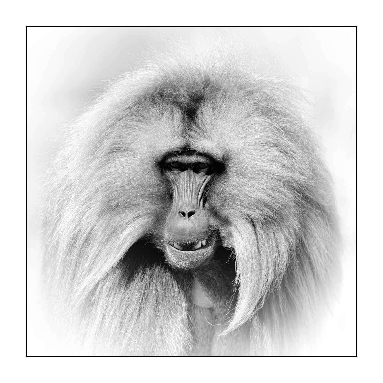 nuances-de-noirs-et-de-blancs/032-portraits-de-geladas/fr/06-gelada-en-ethiopie-en-noir-et-blanc-20181111ETHGEL0546B