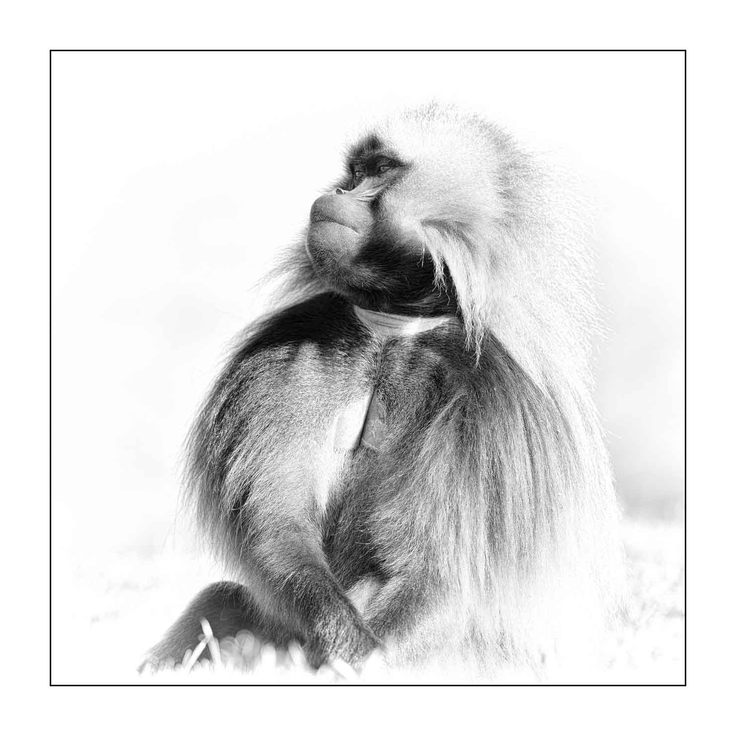 nuances-de-noirs-et-de-blancs/032-portraits-de-geladas/fr/07-gelada-en-ethiopie-en-noir-et-blanc-20181111ETHGEL0287B