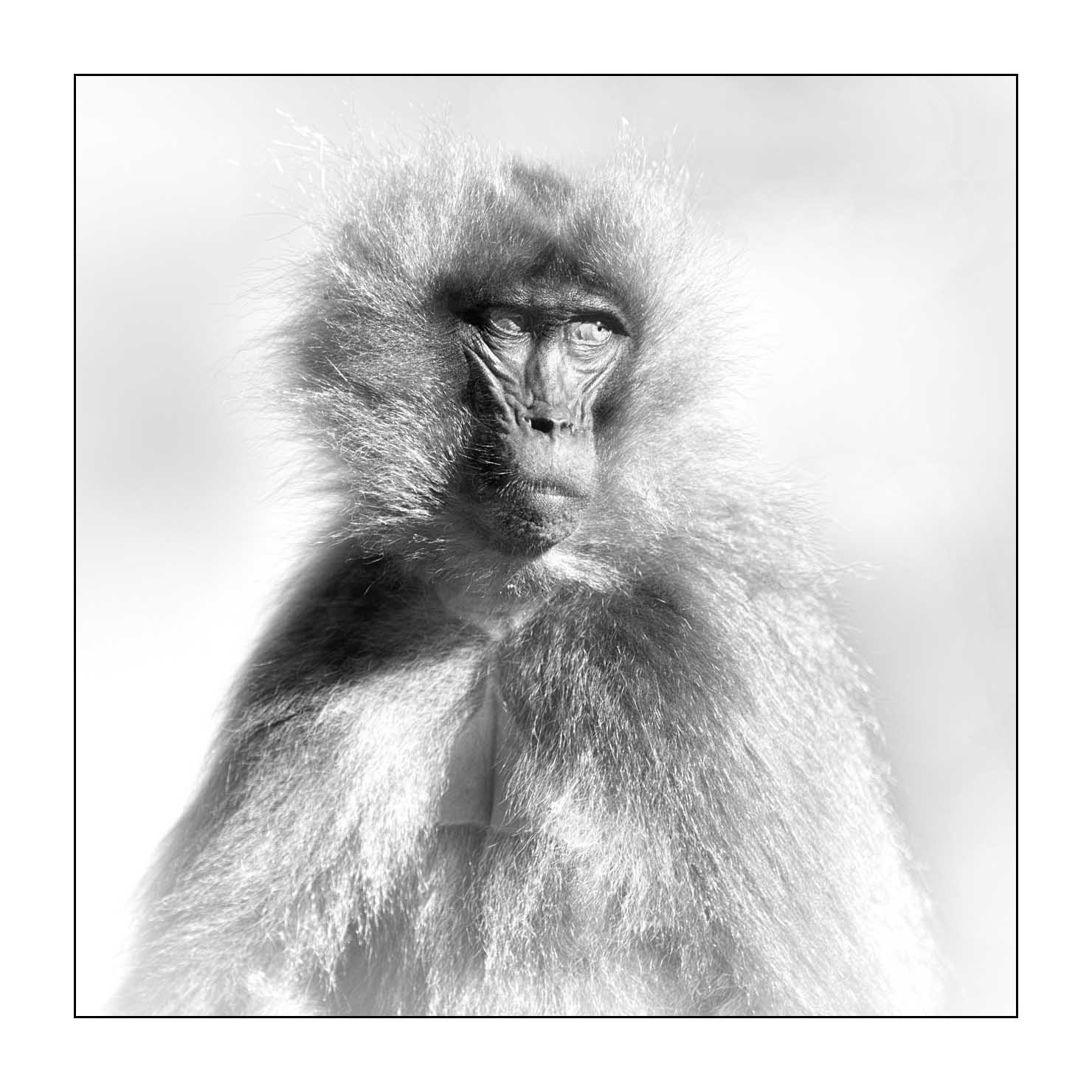 nuances-de-noirs-et-de-blancs/032-portraits-de-geladas/fr/09-gelada-en-ethiopie-en-noir-et-blanc-20181111ETHGEL0619B