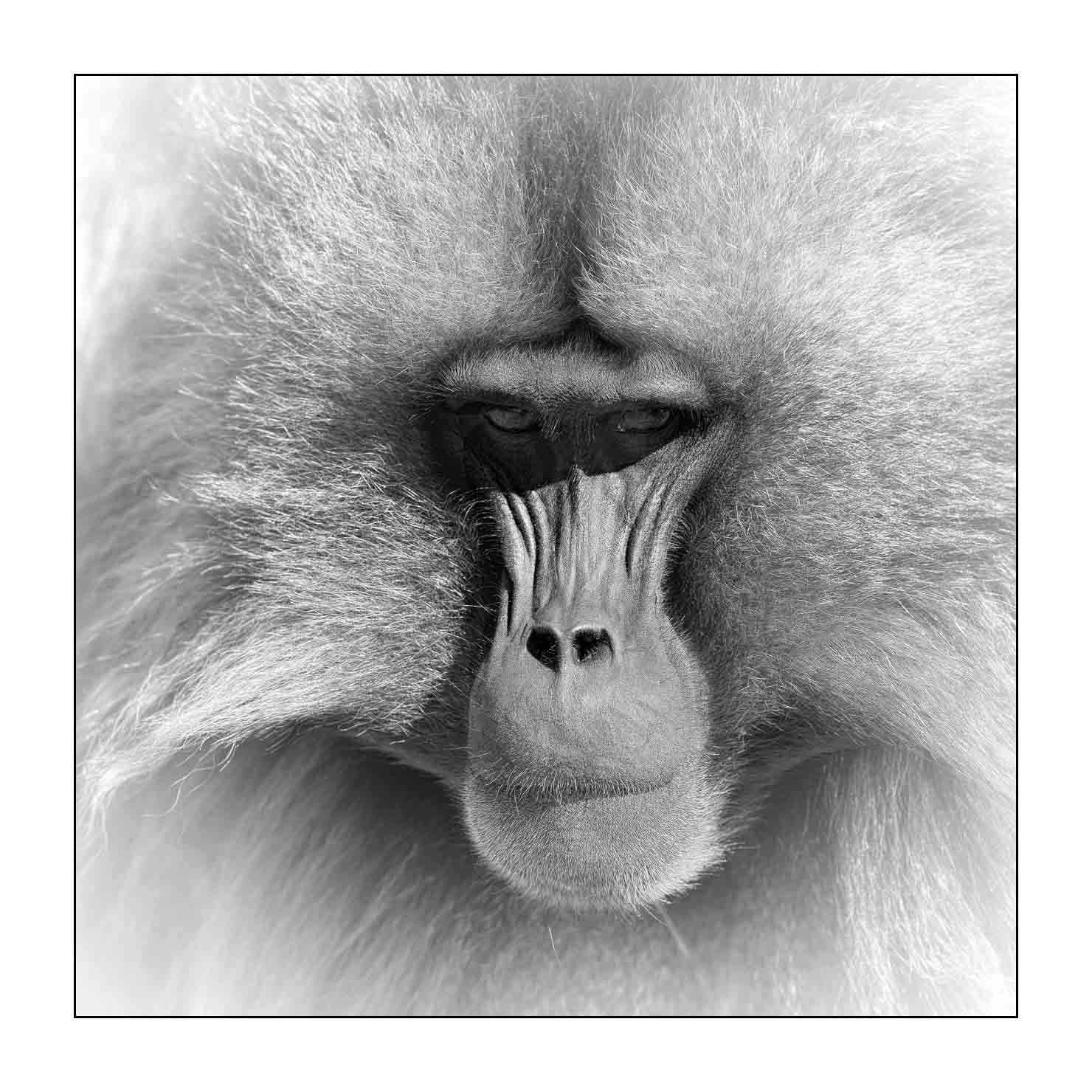 nuances-de-noirs-et-de-blancs/032-portraits-de-geladas/fr/10-gelada-en-ethiopie-en-noir-et-blanc-20181111ETHGEL0147B