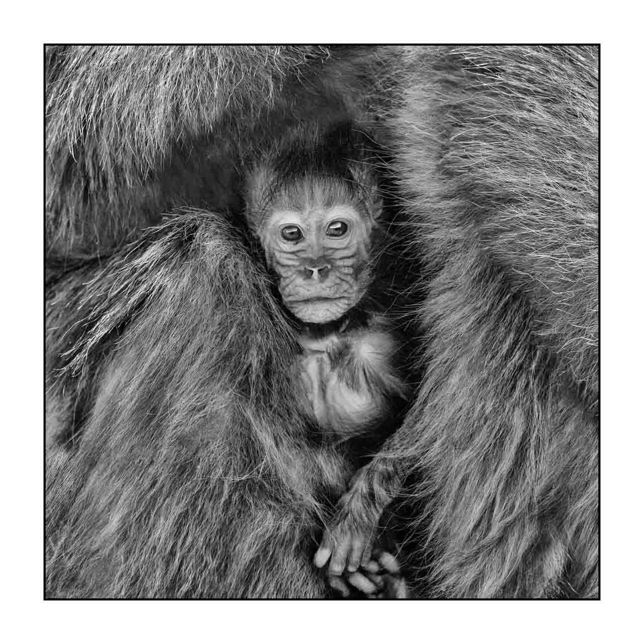 nuances-de-noirs-et-de-blancs/032-portraits-de-geladas/fr/12-gelada-en-ethiopie-en-noir-et-blanc-20181111ETHGEL0232B