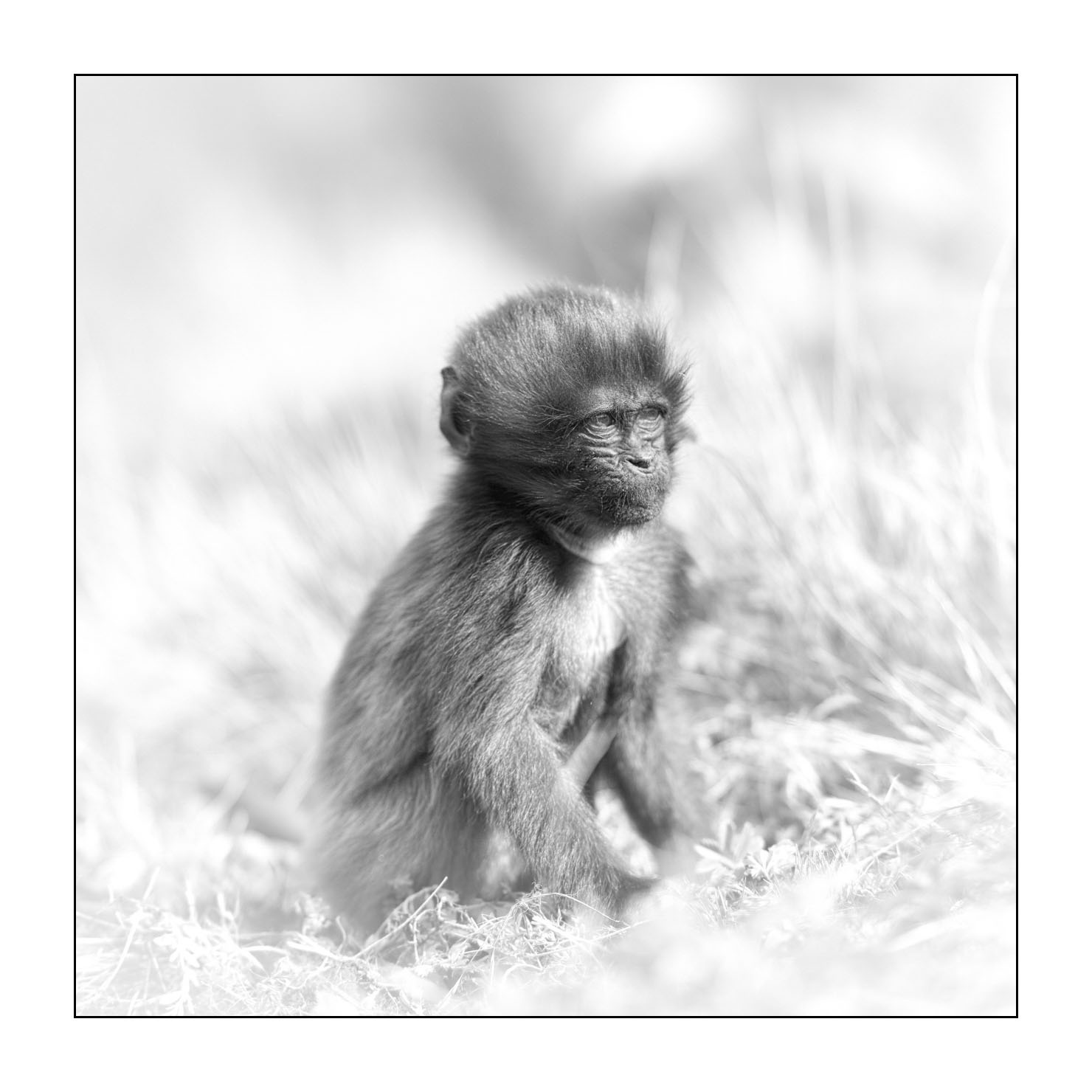 nuances-de-noirs-et-de-blancs/032-portraits-de-geladas/fr/13-gelada-en-ethiopie-en-noir-et-blanc-20181111ETHGEL0029B