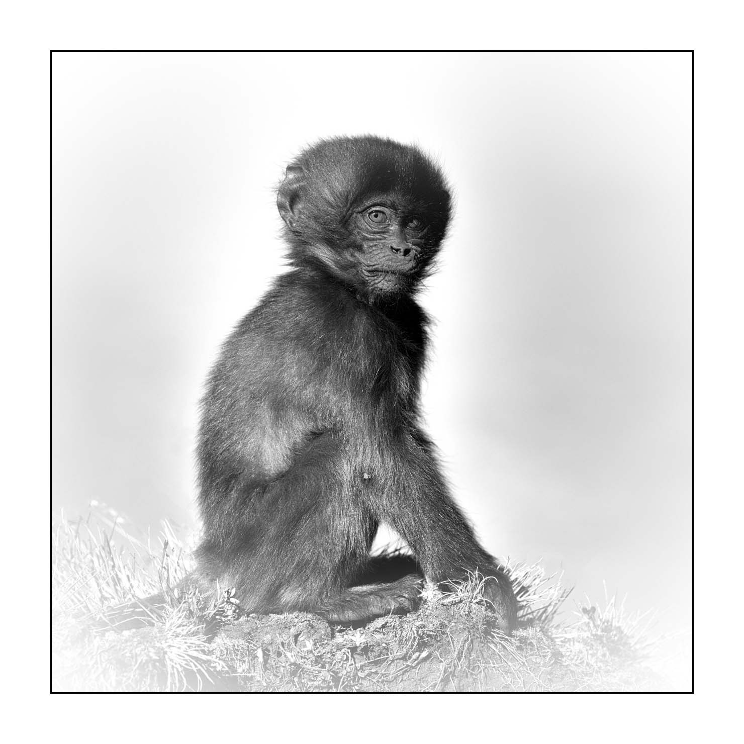 nuances-de-noirs-et-de-blancs/032-portraits-de-geladas/fr/14-gelada-en-ethiopie-en-noir-et-blanc-20181111ETHGEL0208B