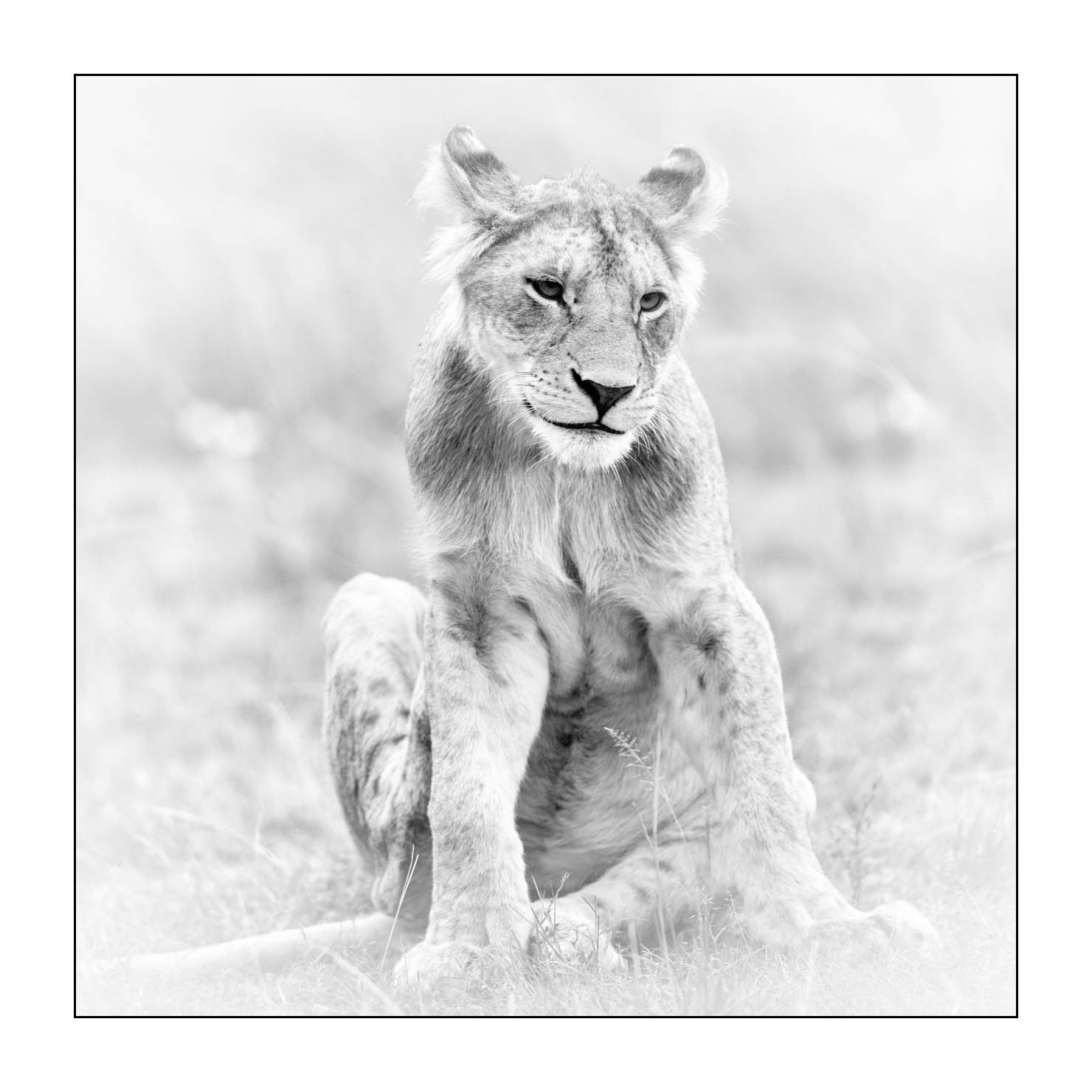 nuances-de-noirs-et-de-blancs/034-portraits-de-lions/en/13-portrait-of-a-lion-in-black-and-white-170913MASANI7264B