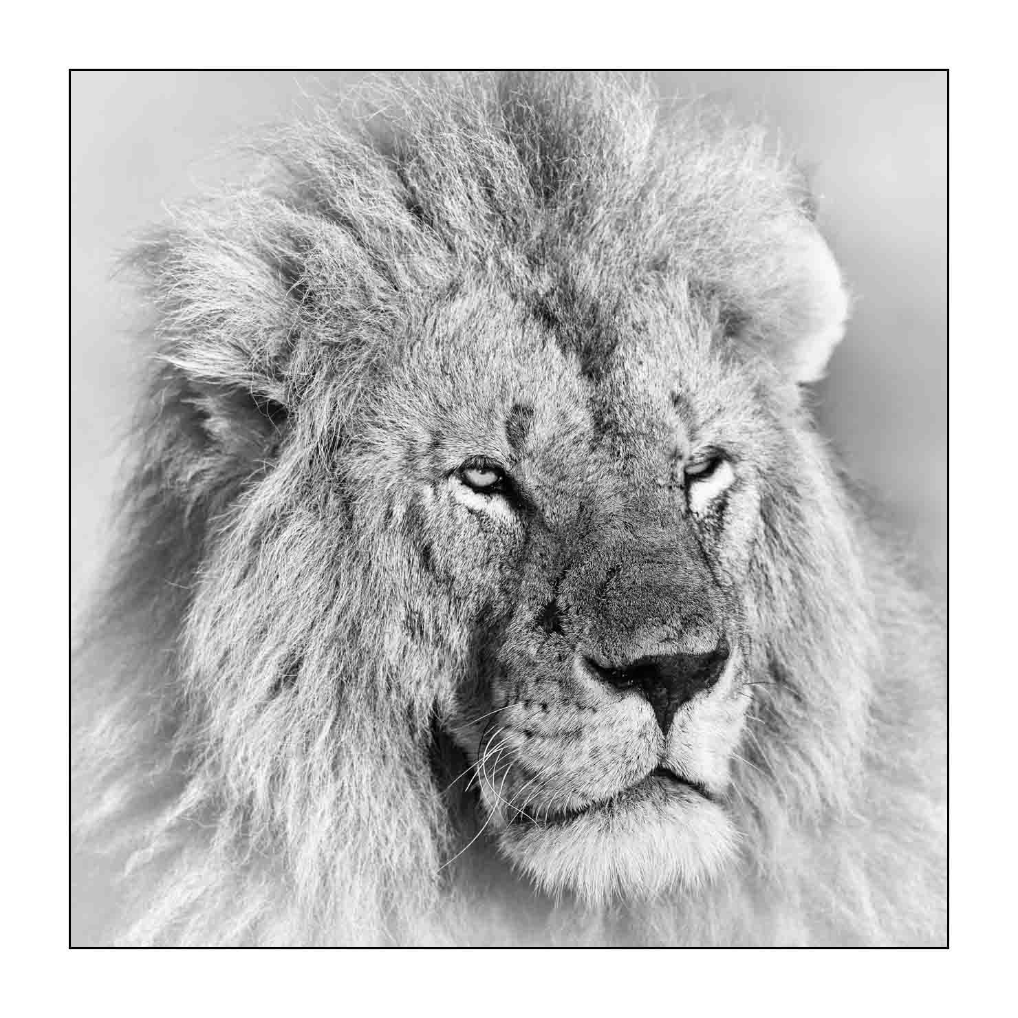 nuances-de-noirs-et-de-blancs/034-portraits-de-lions/fr/01-portrait-d-un-lion-en-noir-et-blanc-170913MASANI7472B