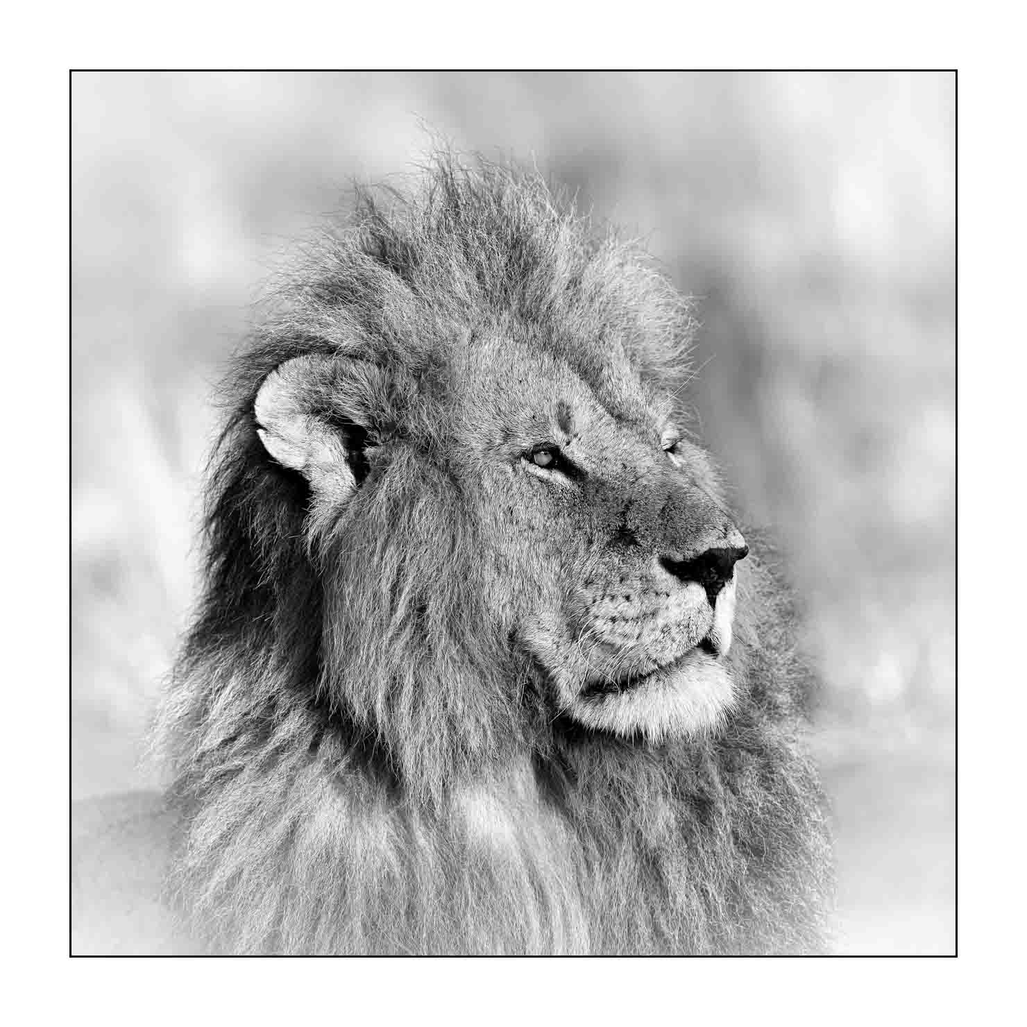 nuances-de-noirs-et-de-blancs/034-portraits-de-lions/fr/02-portrait-d-un-lion-en-noir-et-blanc-170913MASANI7466B