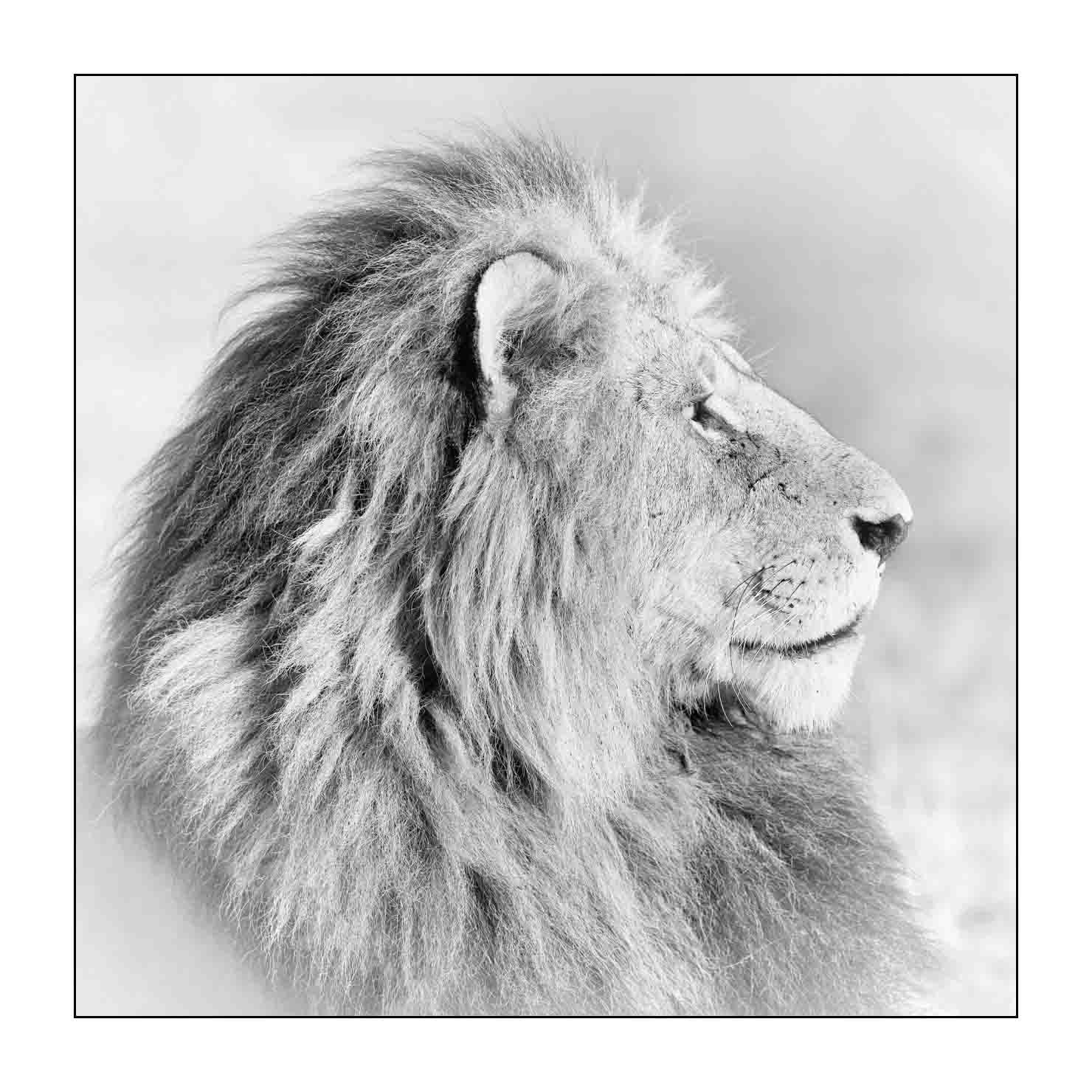 nuances-de-noirs-et-de-blancs/034-portraits-de-lions/fr/03-portrait-d-un-lion-en-noir-et-blanc-170913MASANI7408B