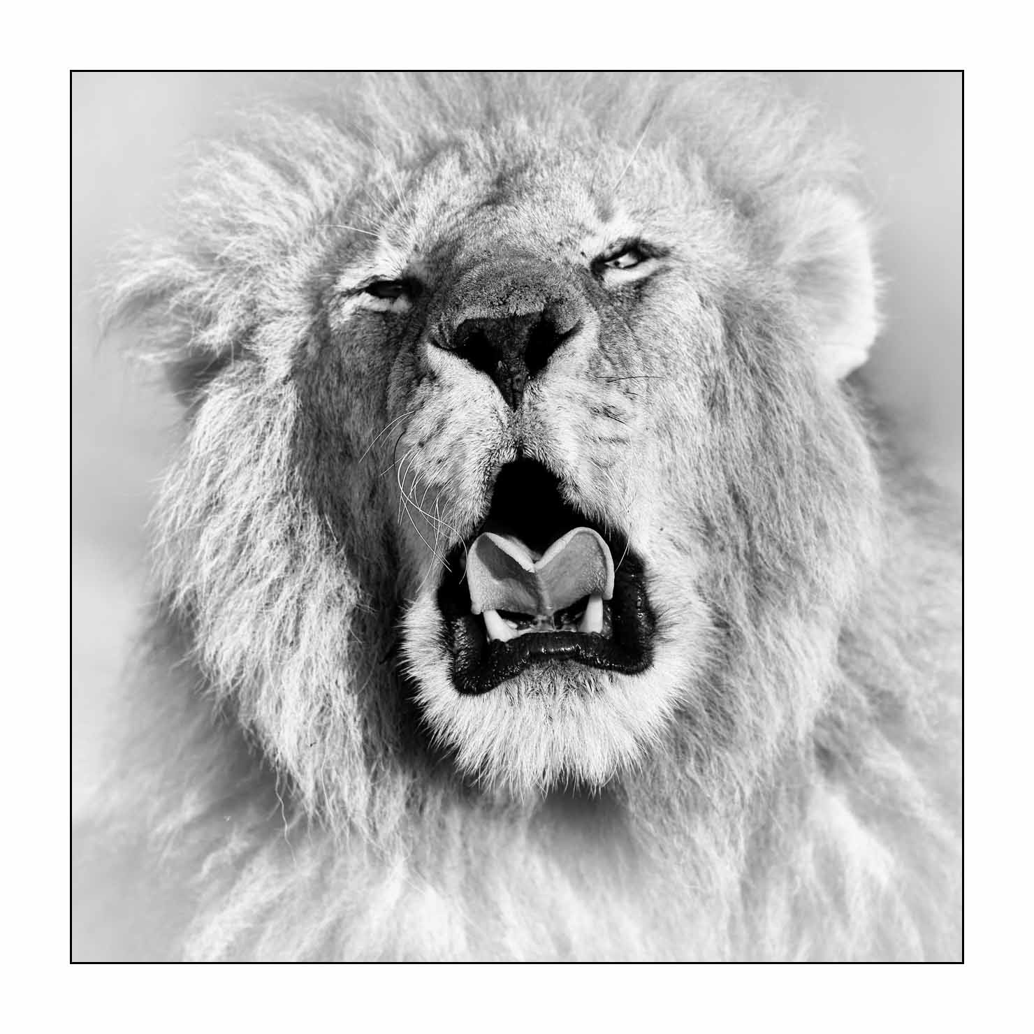 nuances-de-noirs-et-de-blancs/034-portraits-de-lions/fr/04-portrait-d-un-lion-en-noir-et-blanc-170913MASANI7492B