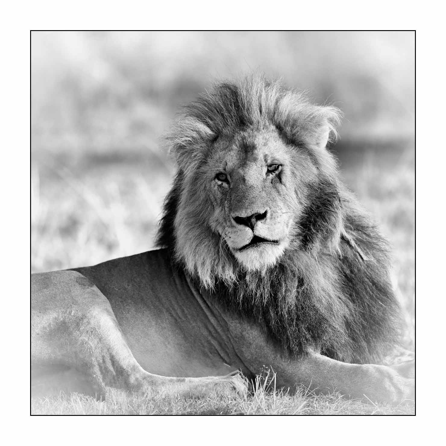 nuances-de-noirs-et-de-blancs/034-portraits-de-lions/fr/05-portrait-d-un-lion-en-noir-et-blanc-170913MASANI7507B
