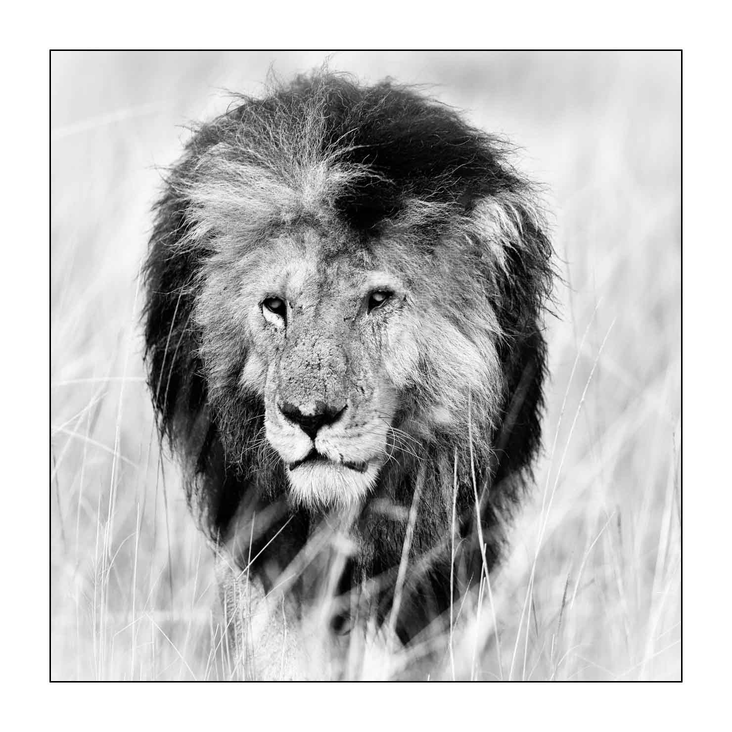 nuances-de-noirs-et-de-blancs/034-portraits-de-lions/fr/06-portrait-d-un-lion-en-noir-et-blanc-170913MASANI5998B
