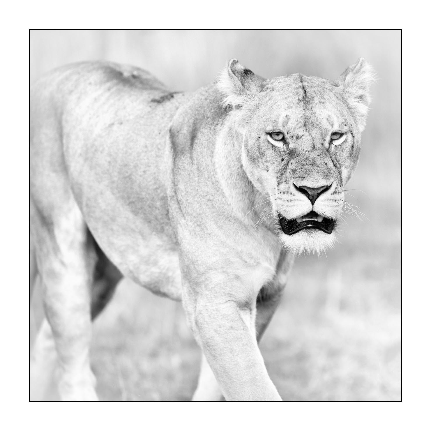 nuances-de-noirs-et-de-blancs/034-portraits-de-lions/fr/07-portrait-d-un-lion-en-noir-et-blanc-170913MASANI6243B