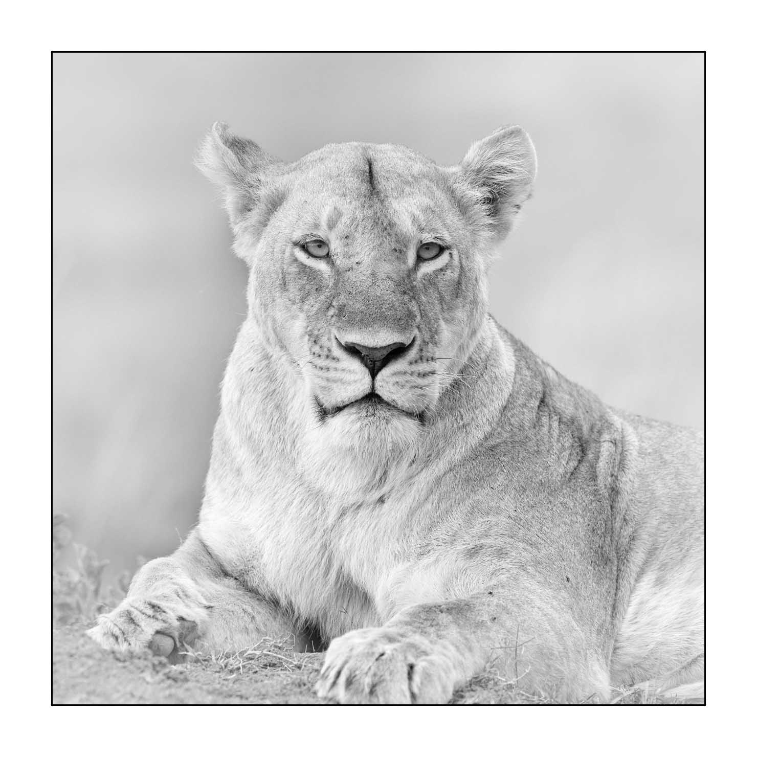 nuances-de-noirs-et-de-blancs/034-portraits-de-lions/fr/08-portrait-d-un-lion-en-noir-et-blanc-170913MASANI6988B