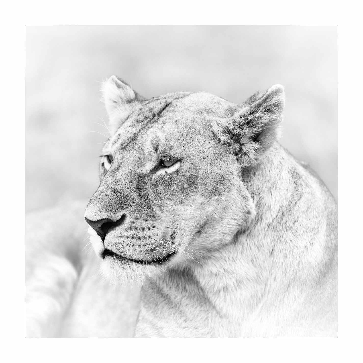 nuances-de-noirs-et-de-blancs/034-portraits-de-lions/fr/09-portrait-d-un-lion-en-noir-et-blanc-170913MASANI7085B