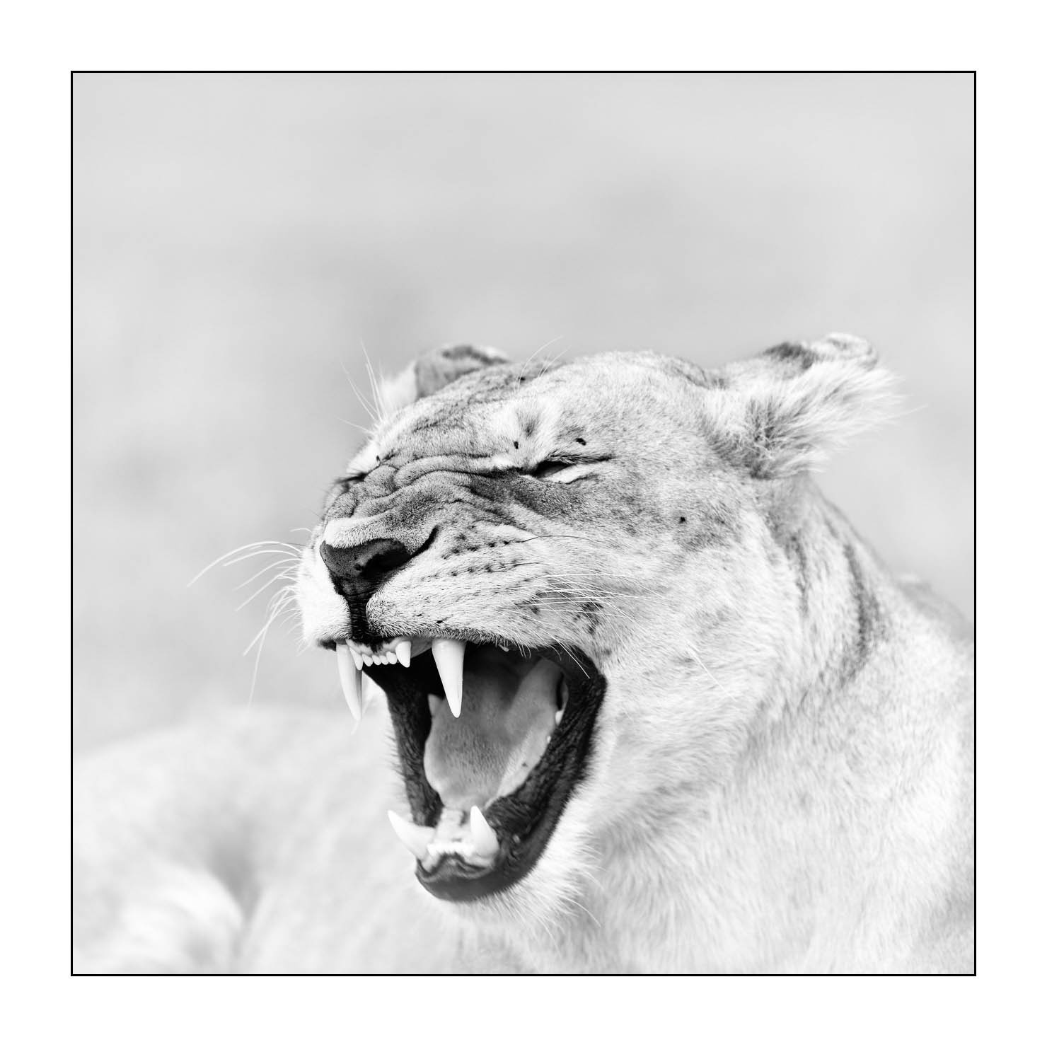 nuances-de-noirs-et-de-blancs/034-portraits-de-lions/fr/10-portrait-d-un-lion-en-noir-et-blanc-170913MASANI7119B