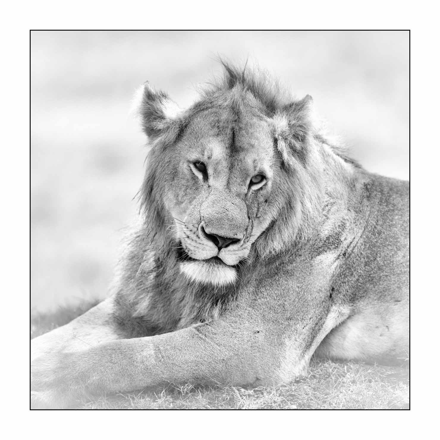 nuances-de-noirs-et-de-blancs/034-portraits-de-lions/fr/11-portrait-d-un-lion-en-noir-et-blanc-170913MASANI5567B