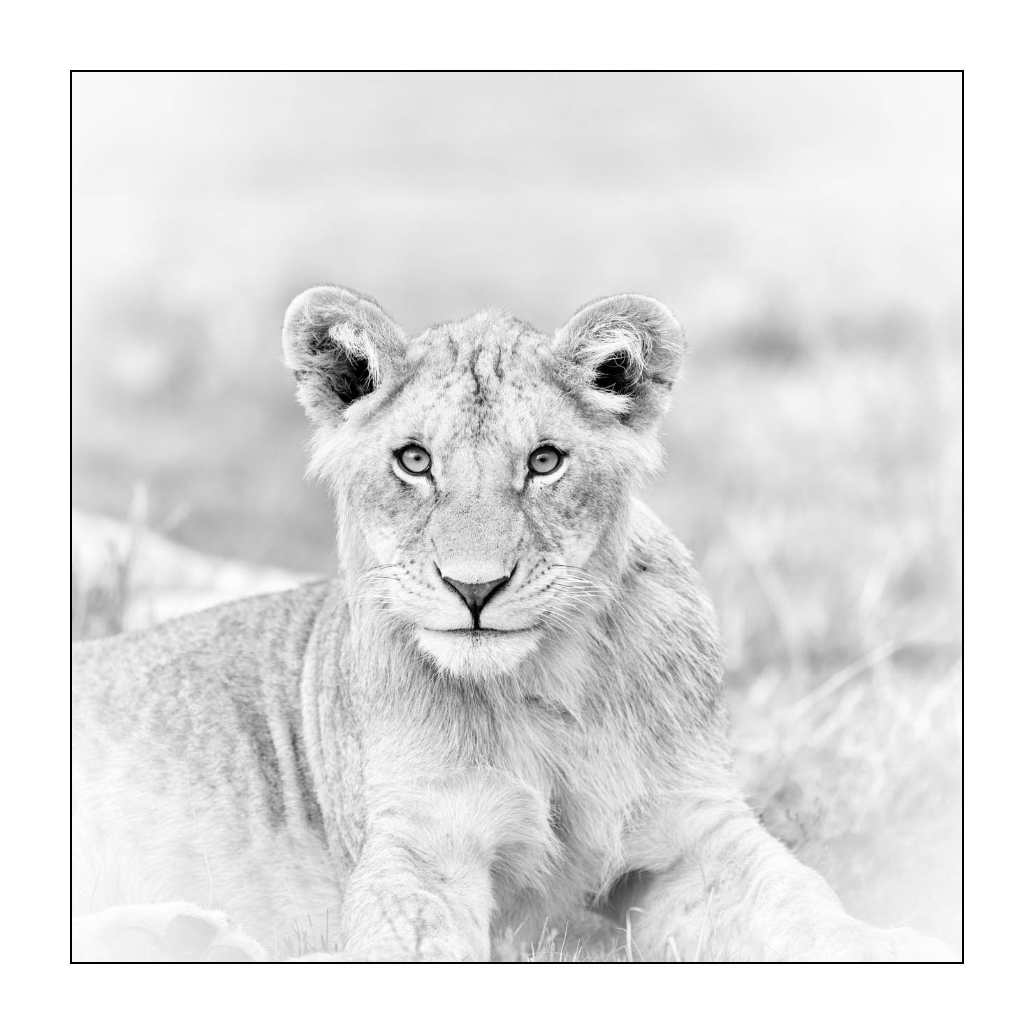 nuances-de-noirs-et-de-blancs/034-portraits-de-lions/fr/12-portrait-d-un-lion-en-noir-et-blanc-170913MASANI7247B