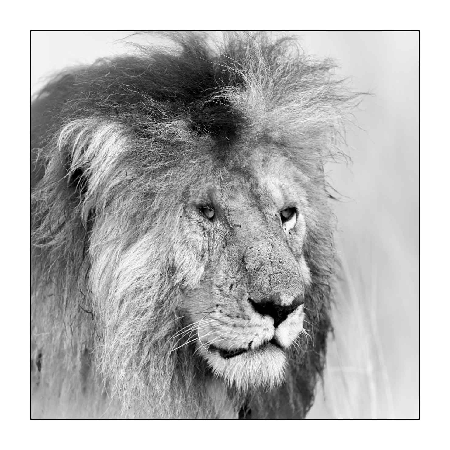 nuances-de-noirs-et-de-blancs/034-portraits-de-lions/fr/14-portrait-d-un-lion-en-noir-et-blanc-170913MASANI6044B