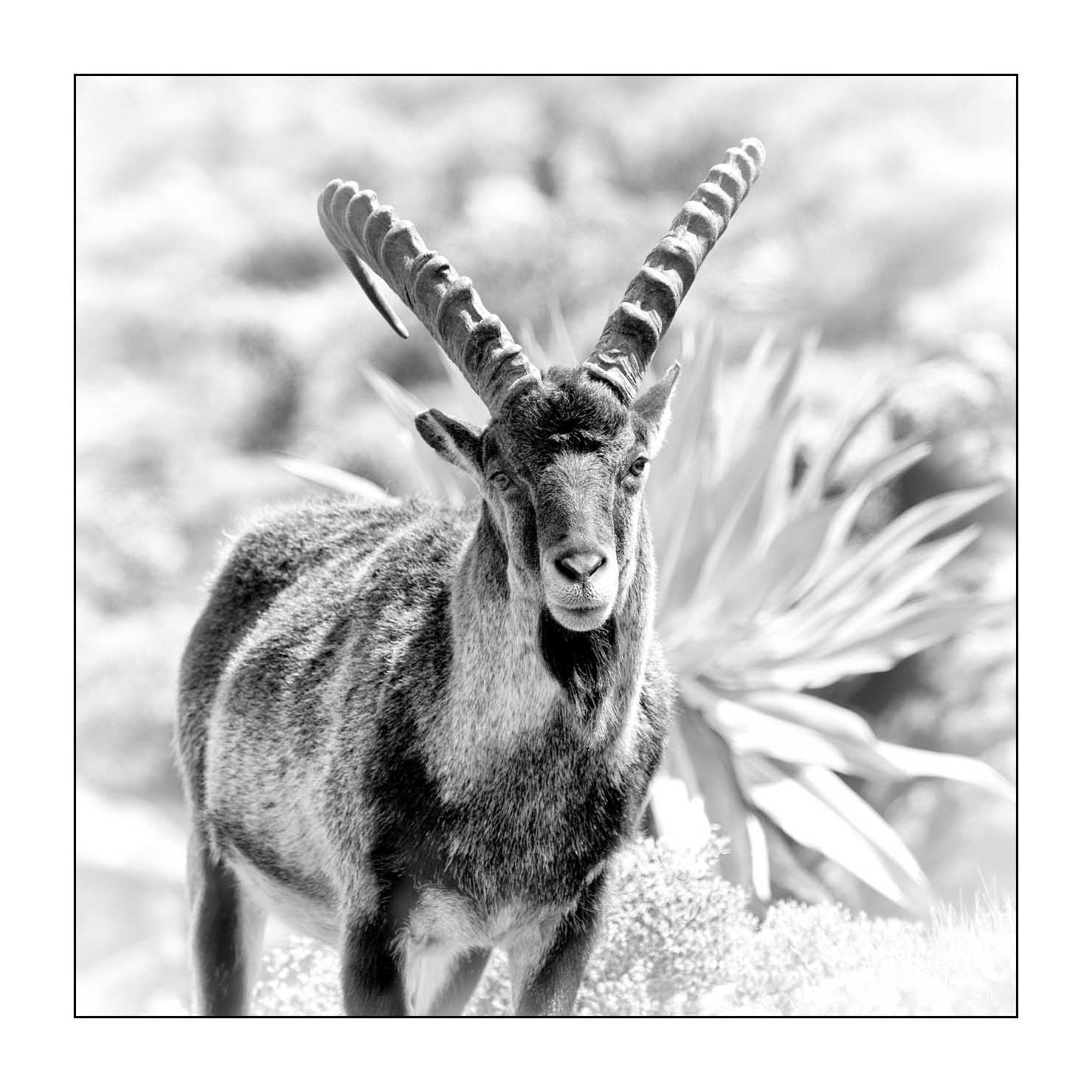 nuances-de-noirs-et-de-blancs/035-bouquetins-d-abyssinie/en/02-portrait-walia-ibex-20181111ETHGEL0817B