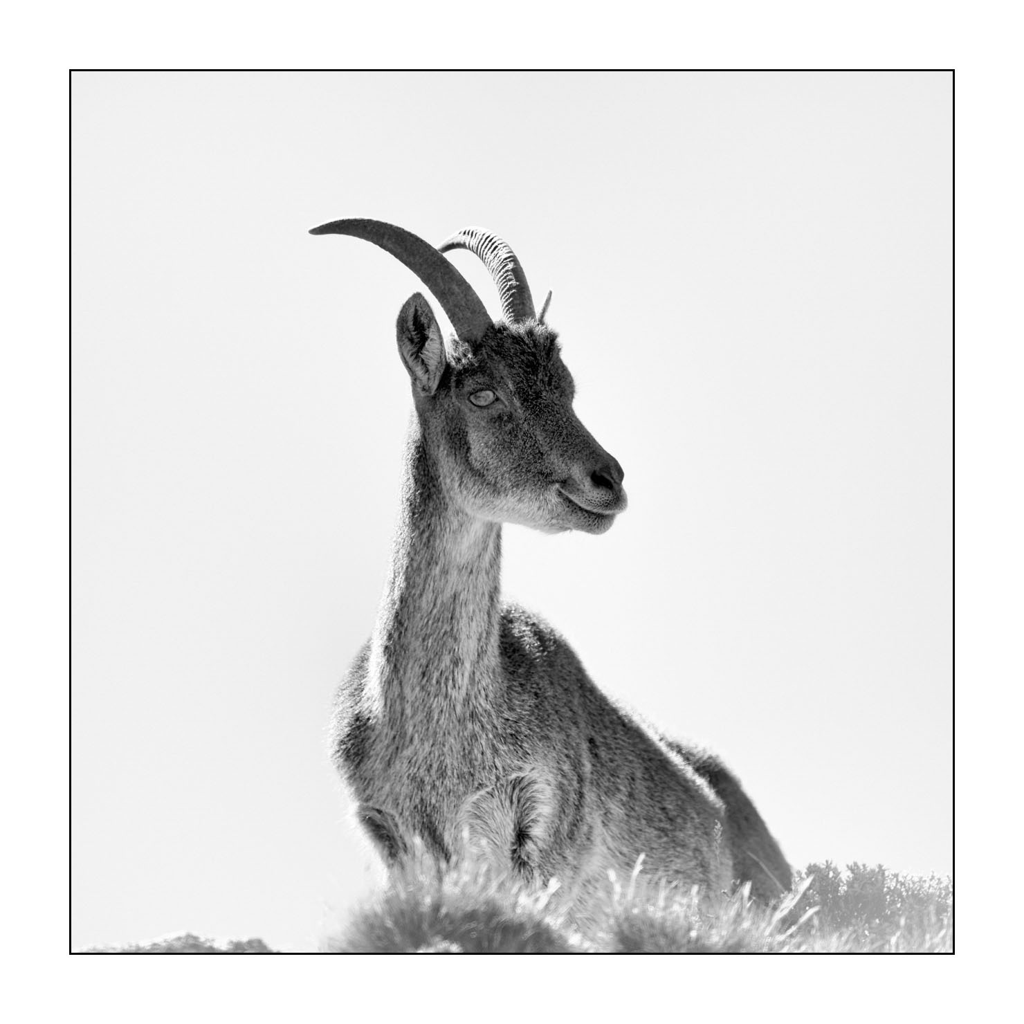 nuances-de-noirs-et-de-blancs/035-bouquetins-d-abyssinie/en/04-portrait-walia-ibex-20181111ETHGEL0765B