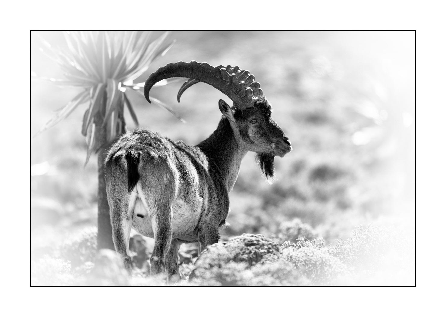 nuances-de-noirs-et-de-blancs/035-bouquetins-d-abyssinie/fr/01-portrait-bouquetins-d-abyssinie-noir-et-blanc-20181111ETHGEL0781B