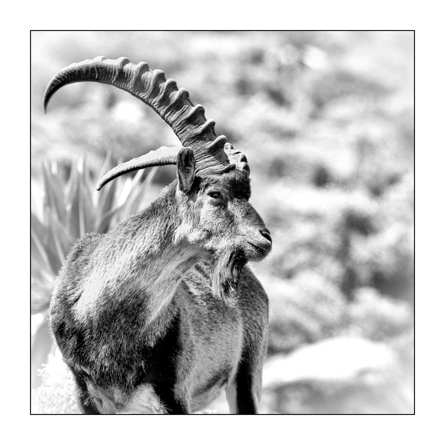 nuances-de-noirs-et-de-blancs/035-bouquetins-d-abyssinie/fr/03-portrait-bouquetins-d-abyssinie-noir-et-blanc-20181111ETHGEL0821B