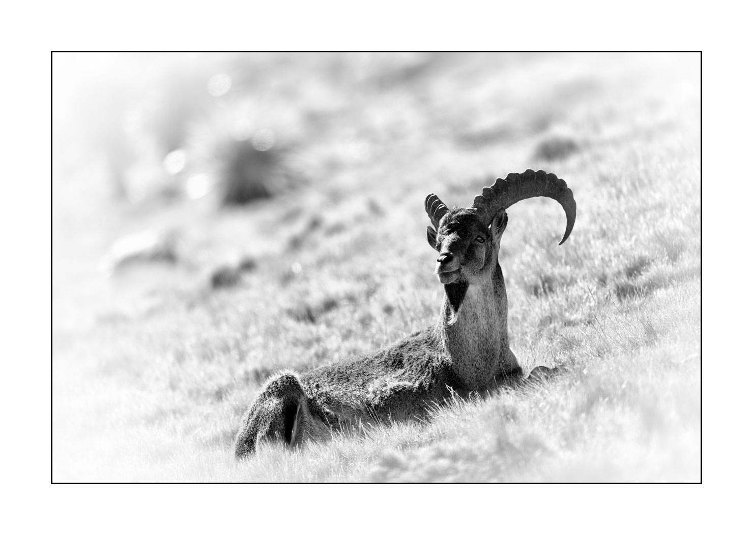 nuances-de-noirs-et-de-blancs/035-bouquetins-d-abyssinie/fr/05-portrait-bouquetins-d-abyssinie-noir-et-blanc-20181111ETHGEL0736B