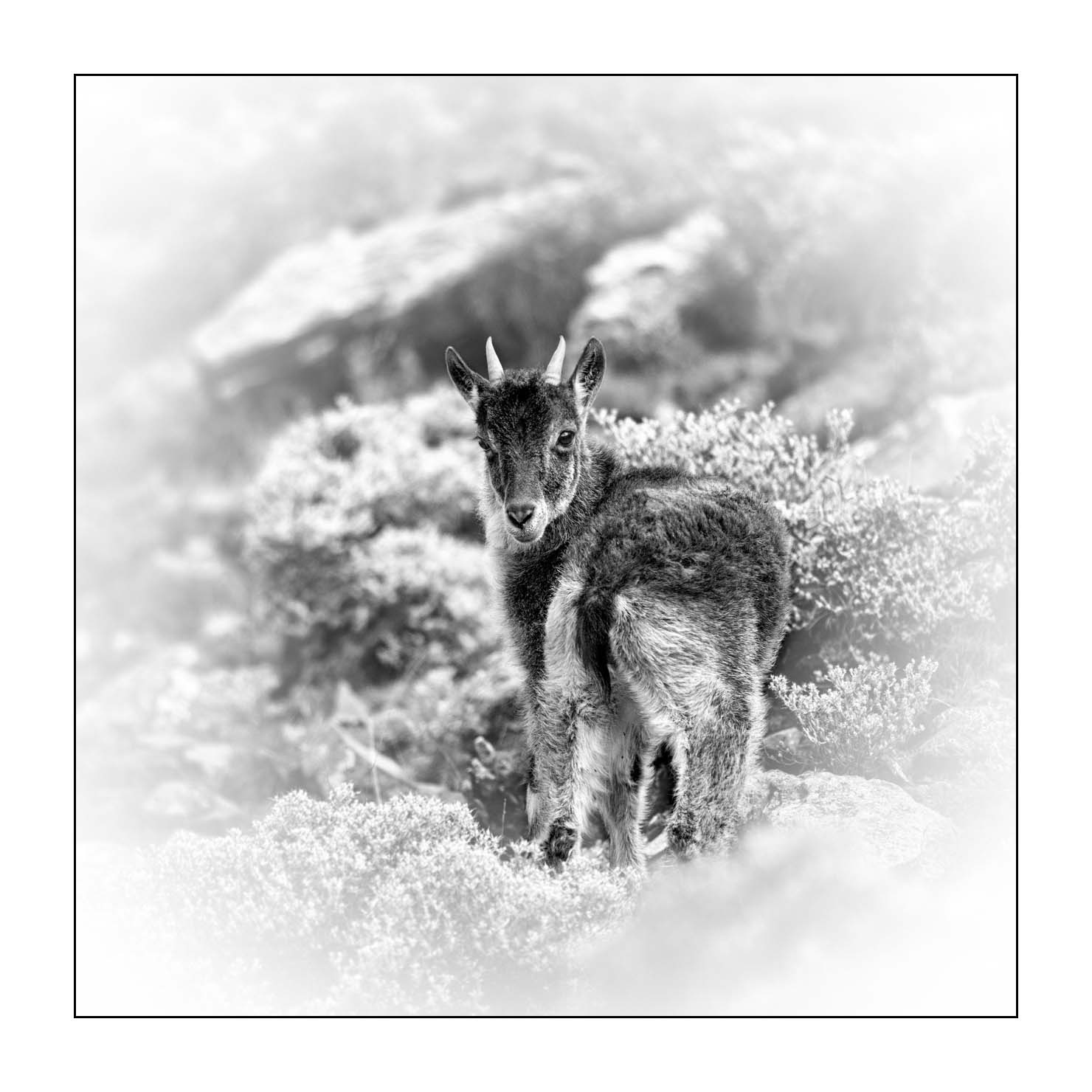 nuances-de-noirs-et-de-blancs/035-bouquetins-d-abyssinie/fr/06-portrait-bouquetins-d-abyssinie-noir-et-blanc-20181111ETHGEL0799B