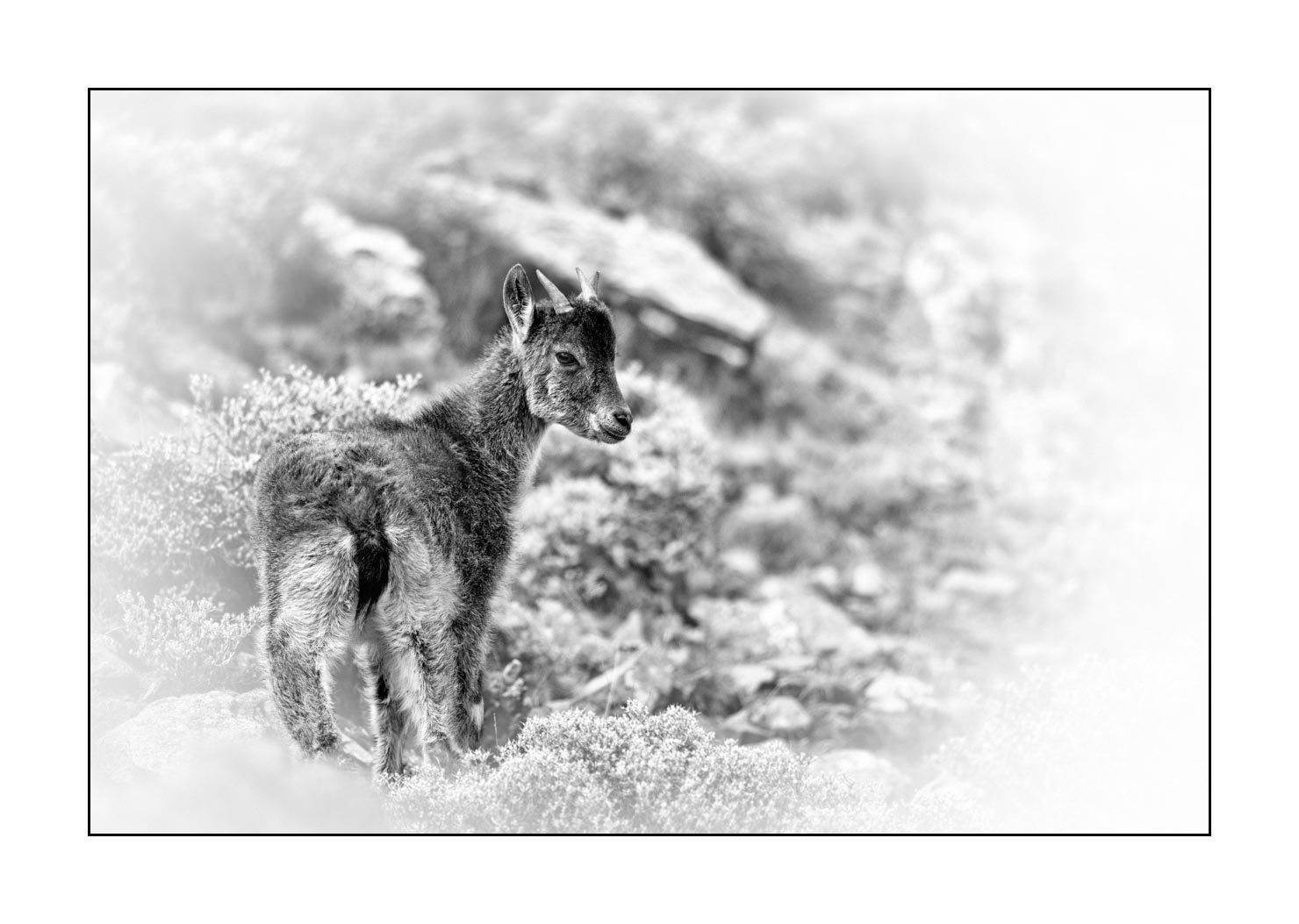 nuances-de-noirs-et-de-blancs/035-bouquetins-d-abyssinie/fr/07-portrait-bouquetins-d-abyssinie-noir-et-blanc-20181111ETHGEL0804B