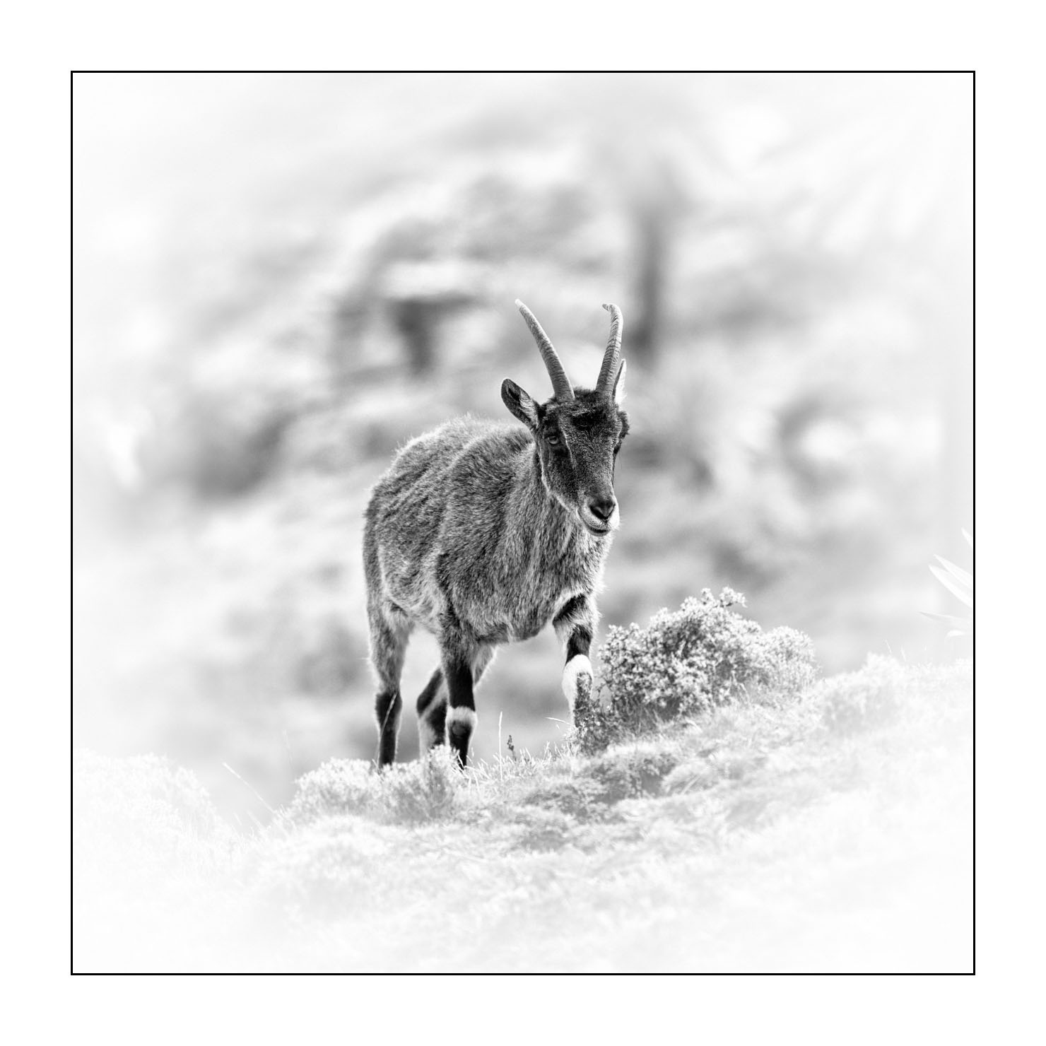 nuances-de-noirs-et-de-blancs/035-bouquetins-d-abyssinie/fr/08-portrait-bouquetins-d-abyssinie-noir-et-blanc-20181111ETHGEL0785B