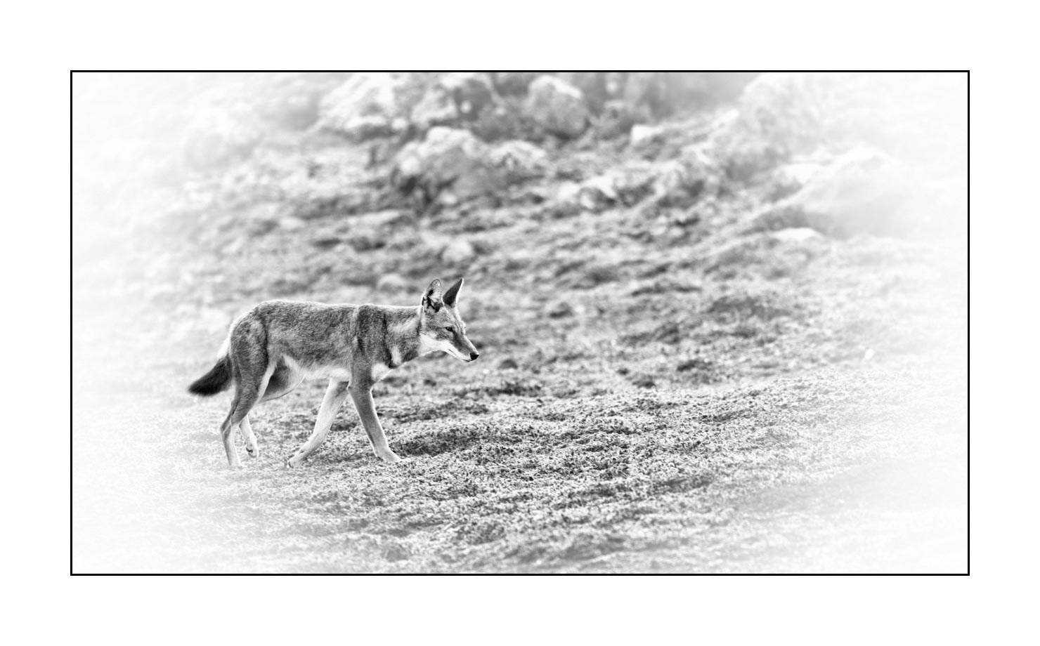 nuances-de-noirs-et-de-blancs/036-portraits-de-loups-d-ethiopie/en/03-ethiopian-wolf-portrait-in-black-and-white-170204ETHWIL0583B