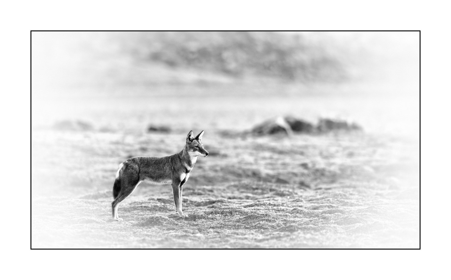 nuances-de-noirs-et-de-blancs/036-portraits-de-loups-d-ethiopie/fr/01-portrait-loup-d-ethiopie-noir-et-blanc-170204ETHWIL0513B