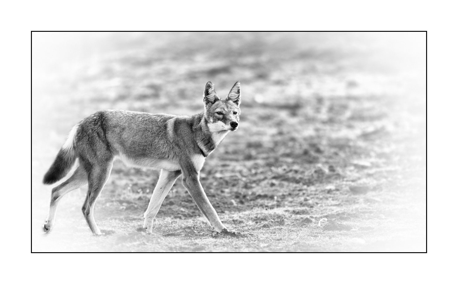 nuances-de-noirs-et-de-blancs/036-portraits-de-loups-d-ethiopie/fr/02-portrait-loup-d-ethiopie-noir-et-blanc-170204ETHWIL0560B