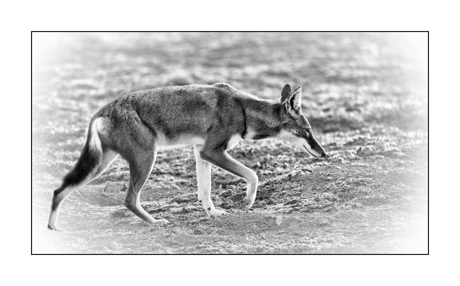 nuances-de-noirs-et-de-blancs/036-portraits-de-loups-d-ethiopie/fr/04-portrait-loup-d-ethiopie-noir-et-blanc-170204ETHWIL0602B