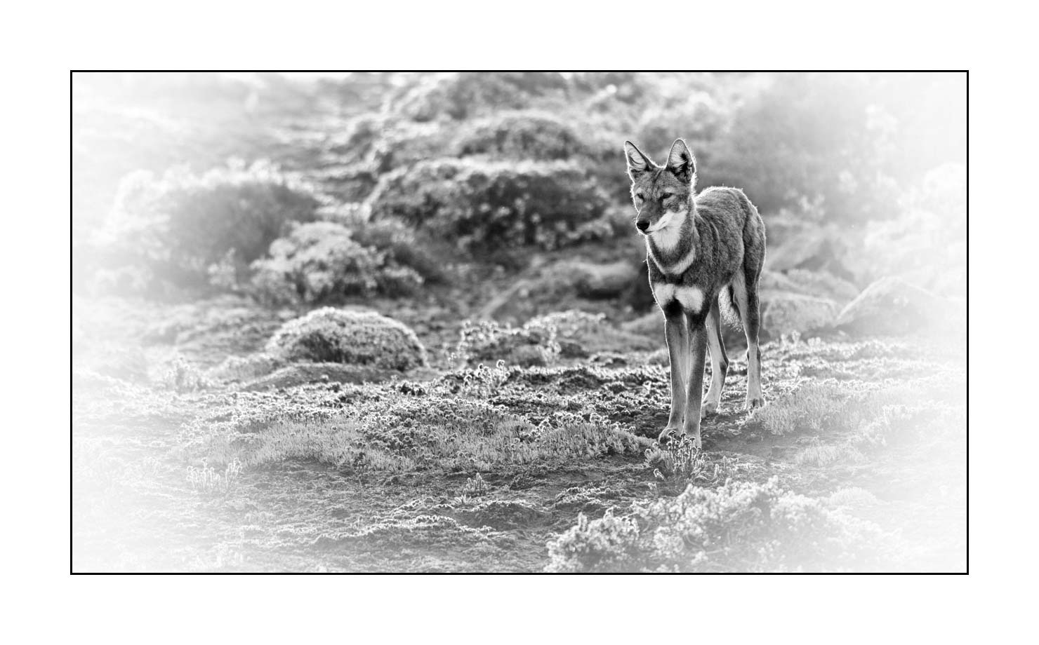 nuances-de-noirs-et-de-blancs/036-portraits-de-loups-d-ethiopie/fr/05-portrait-loup-d-ethiopie-noir-et-blanc-170204ETHWIL0620B