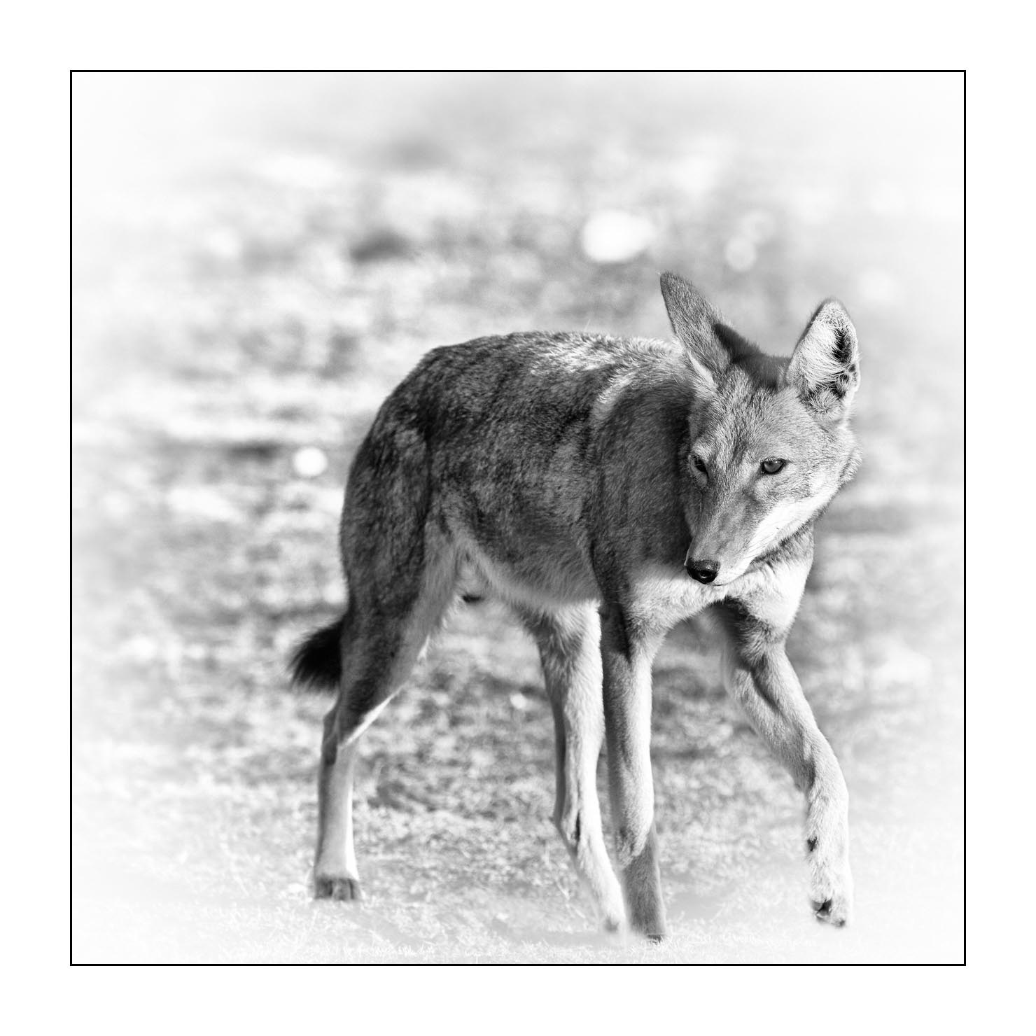 nuances-de-noirs-et-de-blancs/036-portraits-de-loups-d-ethiopie/fr/06-portrait-loup-d-ethiopie-noir-et-blanc-170204ETHWIL0800B