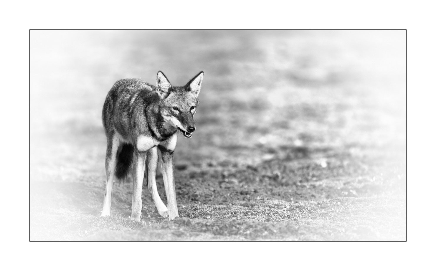 nuances-de-noirs-et-de-blancs/036-portraits-de-loups-d-ethiopie/fr/07-portrait-loup-d-ethiopie-noir-et-blanc-170204ETHWIL0887B