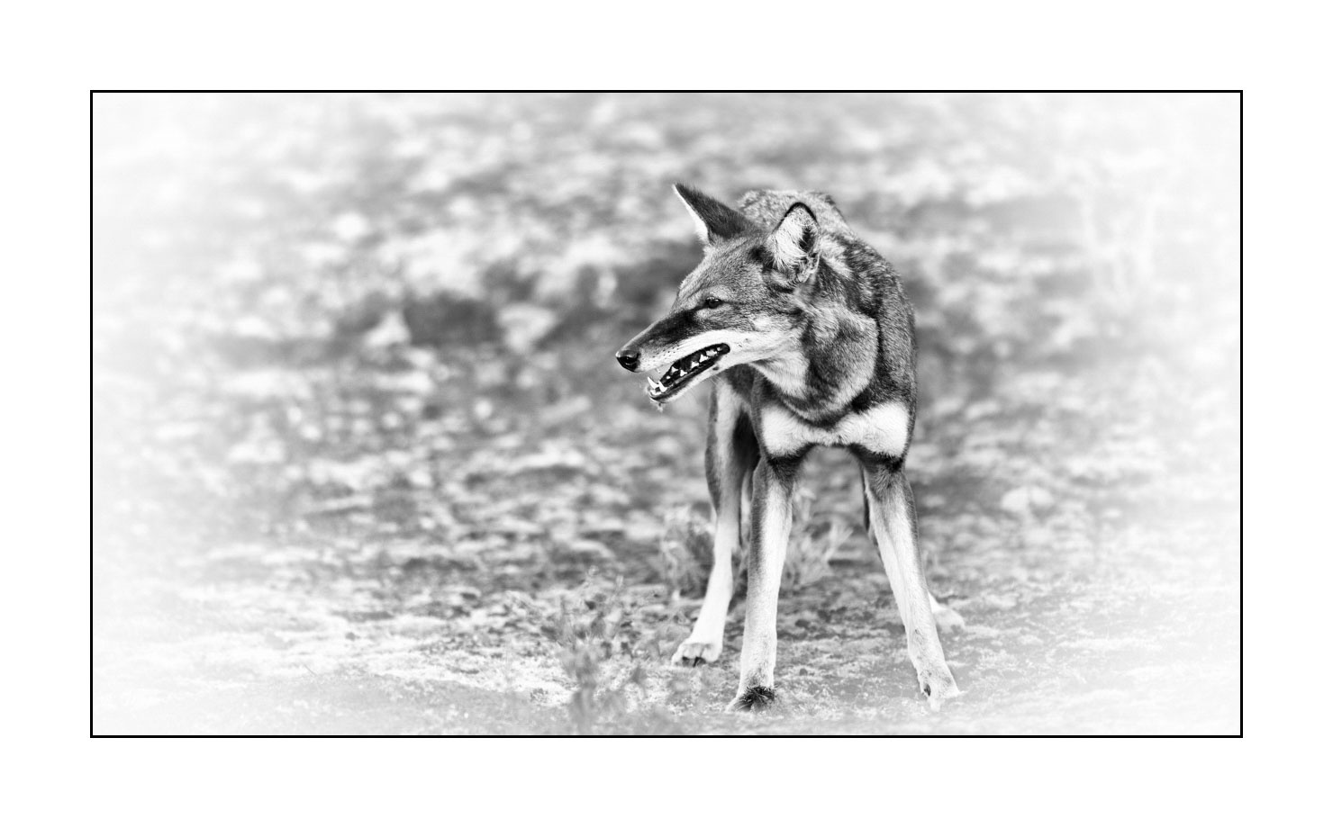nuances-de-noirs-et-de-blancs/036-portraits-de-loups-d-ethiopie/fr/08-portrait-loup-d-ethiopie-noir-et-blanc-170204ETHWIL0909B