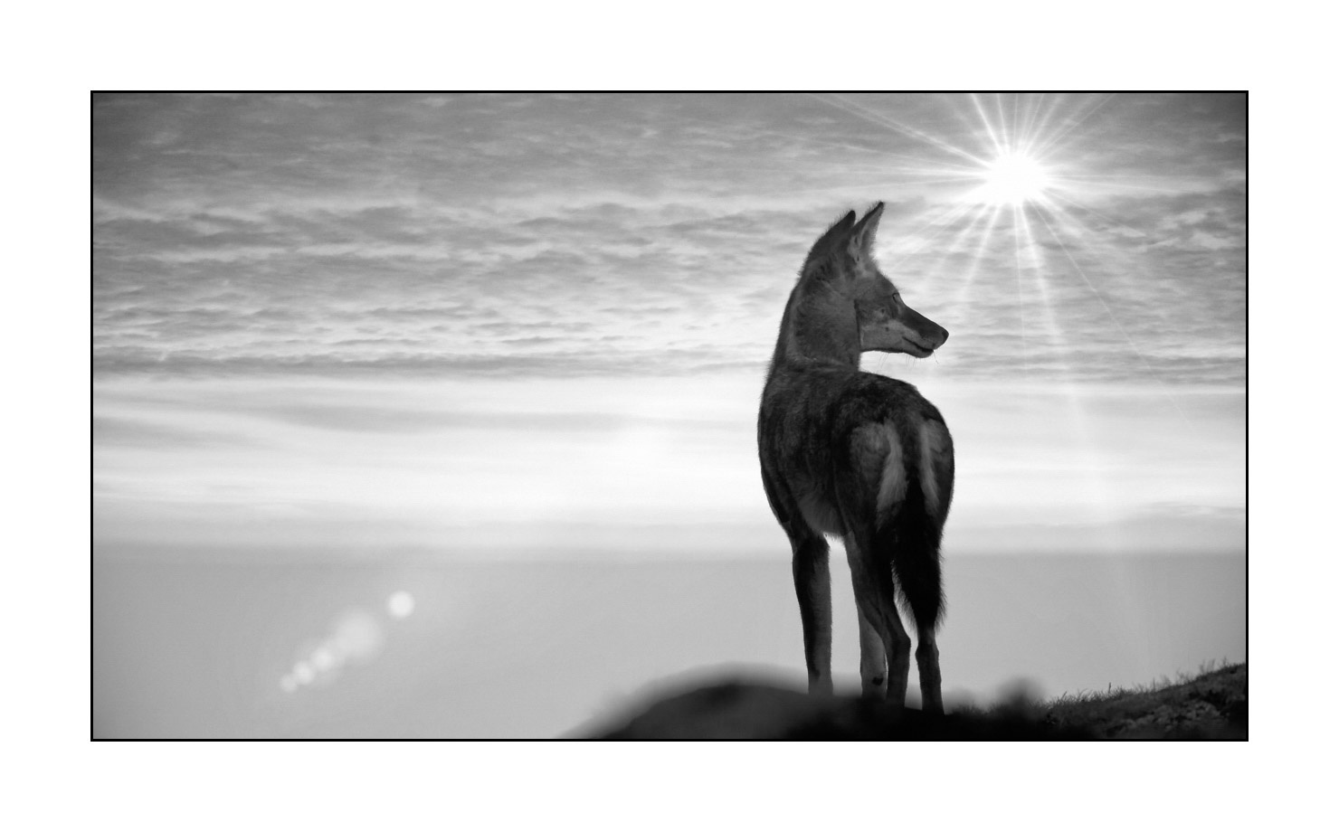 nuances-de-noirs-et-de-blancs/036-portraits-de-loups-d-ethiopie/fr/09-portrait-loup-d-ethiopie-noir-et-blanc-170204ETHWIL0929B