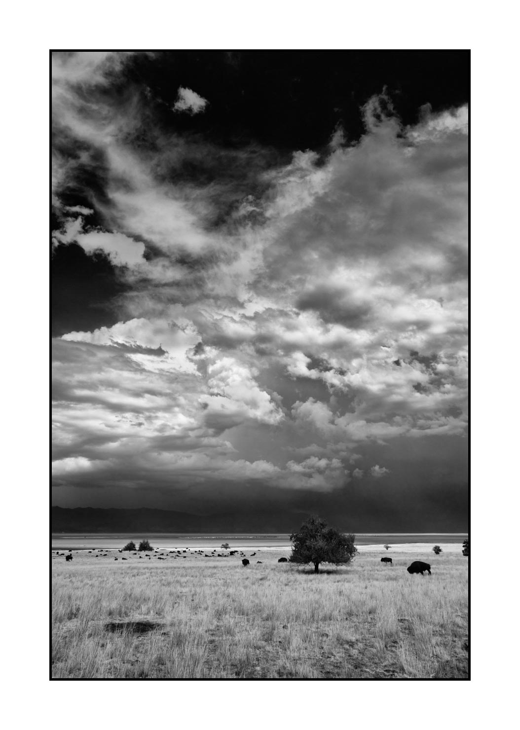 nuances-de-noirs-et-de-blancs/038-merveilles-naturelles-de-antelop-island/fr/09-merveilles-naturelles-antelope-island-noir-et-blanc-180822ANTLAN0044B