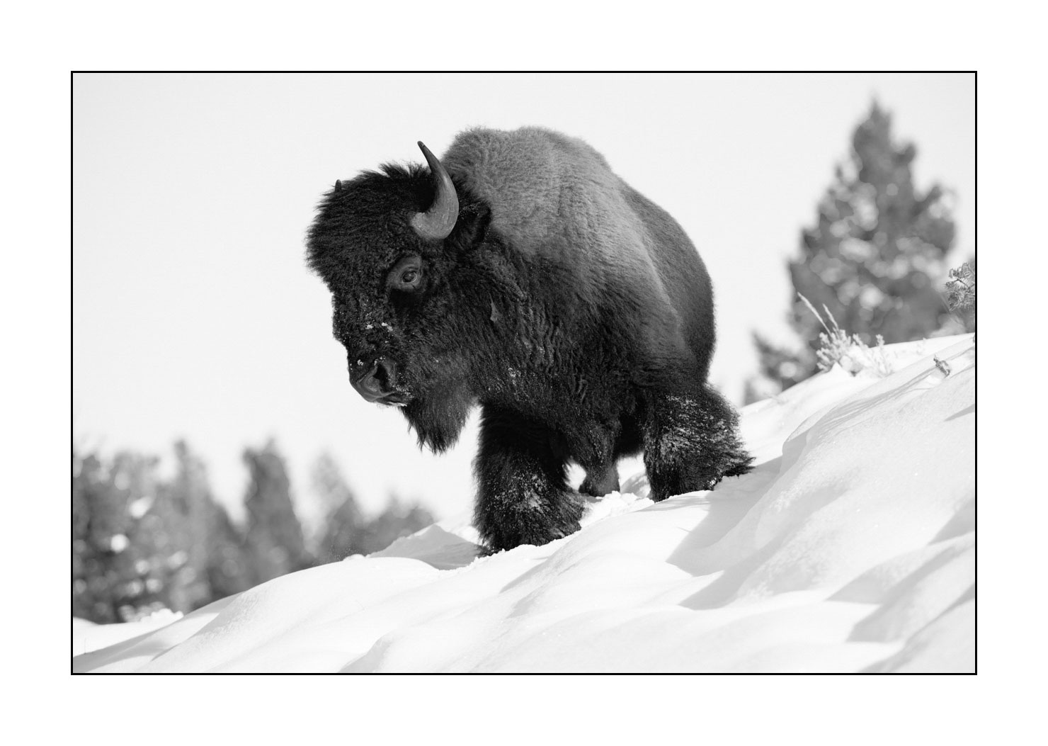 nuances-de-noirs-et-de-blancs/039-merveilles-animalieres-du-yellowstone-en-hiver/fr/06-bison-hiver-yellowstone-noir-et-blanc-190127YELWLD0046B